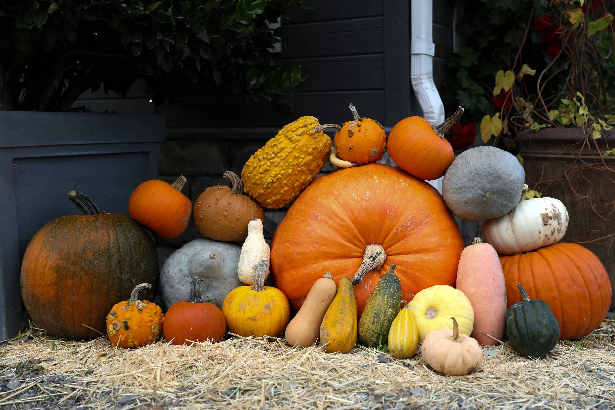 A display of various pumpkins and gourds in different colors, shapes, and sizes placed on hay on the ground outside, with some greenery and a black structure in the background.