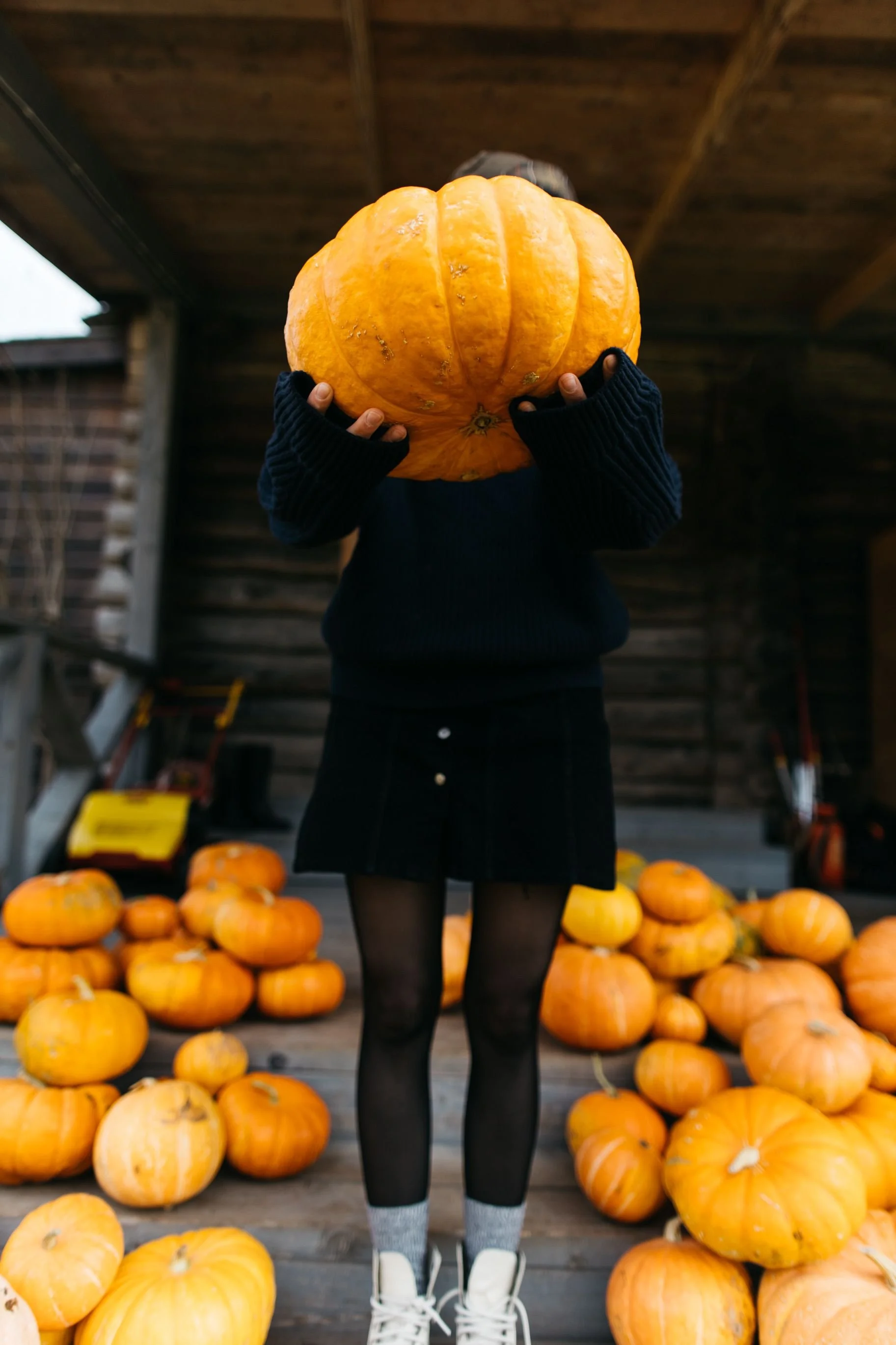 Person holding a large pumpkin at a pumpkin patch, surrounded by many other pumpkins on the ground.