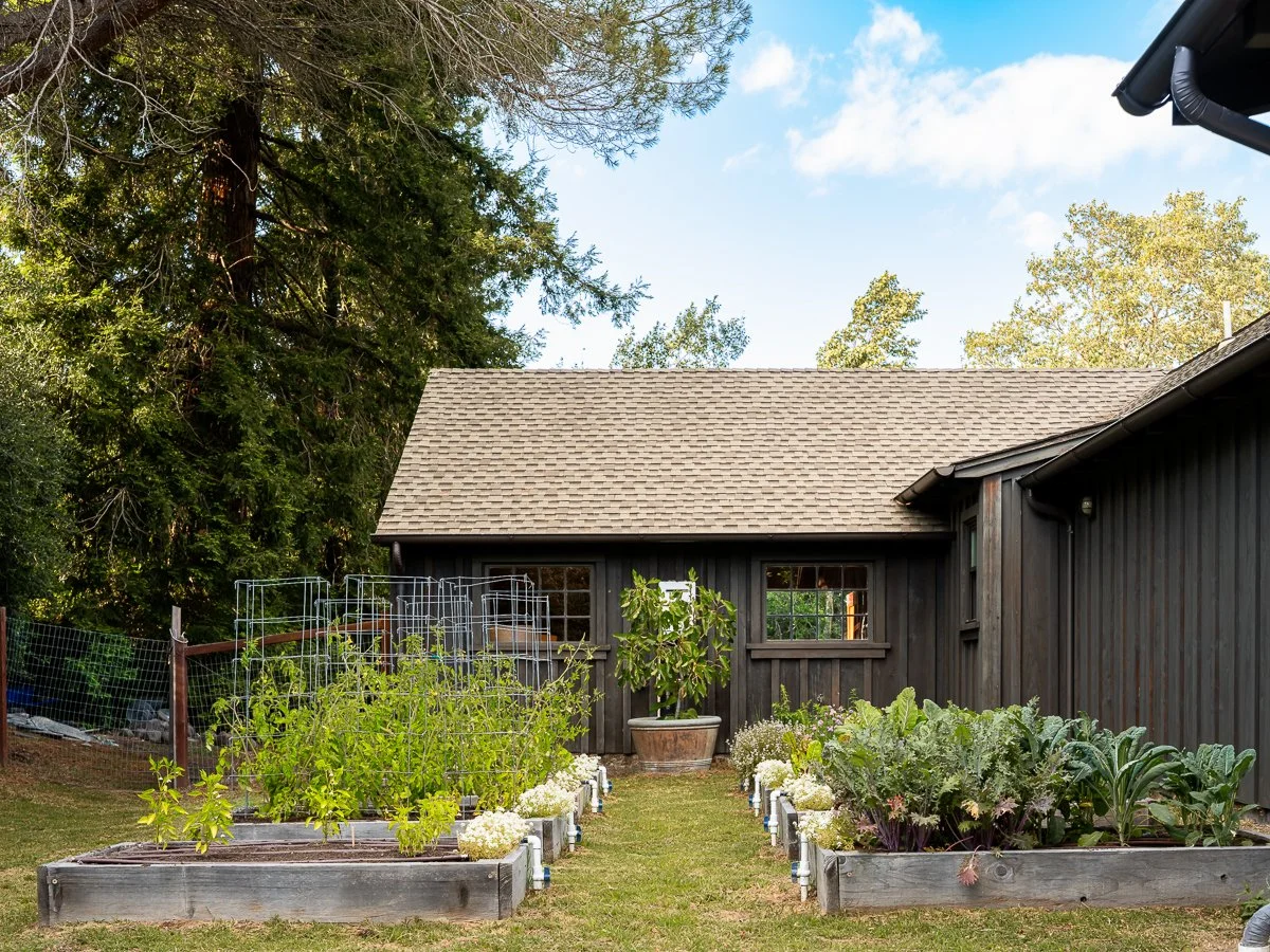Backyard garden with raised vegetable beds, a potted plant, and trees behind a black wooden house.