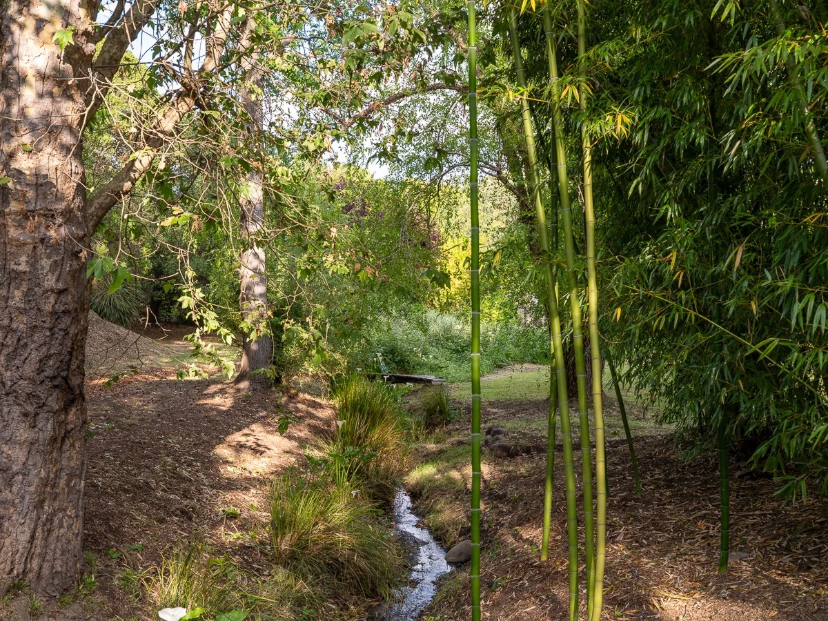 A backyard garden with a small stream, trees, and bamboo plants along the water