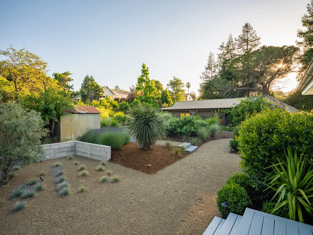 A backyard garden with a gravel pathway, various plants and trees, and a small shed with rusted metal roof, with houses in the background and sunlight filtering through the trees.