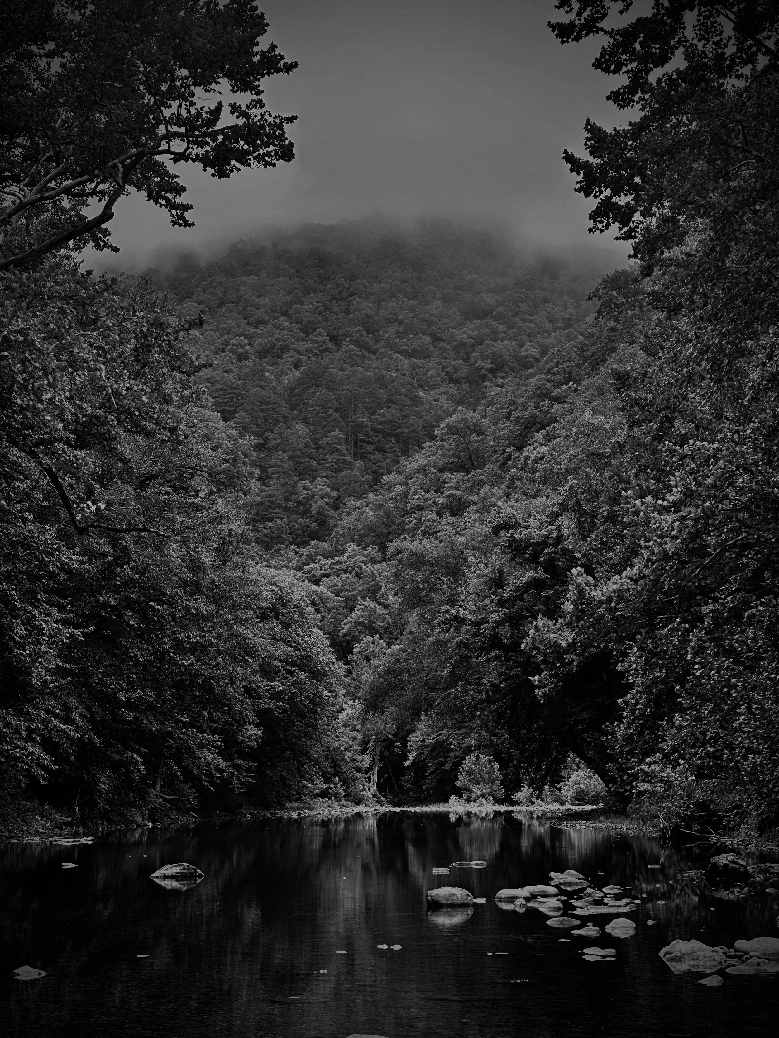 Black and white photograph of a forest with tall trees on either side of a river or stream, with fog or mist over the hills in the background.