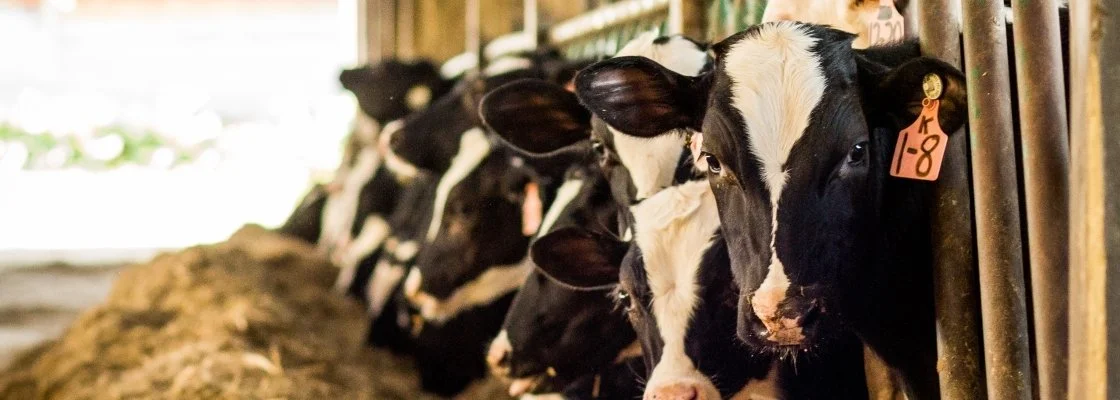Several Holstein dairy calves with black and white markings are lined up in a barn, peeking through a feeding area.