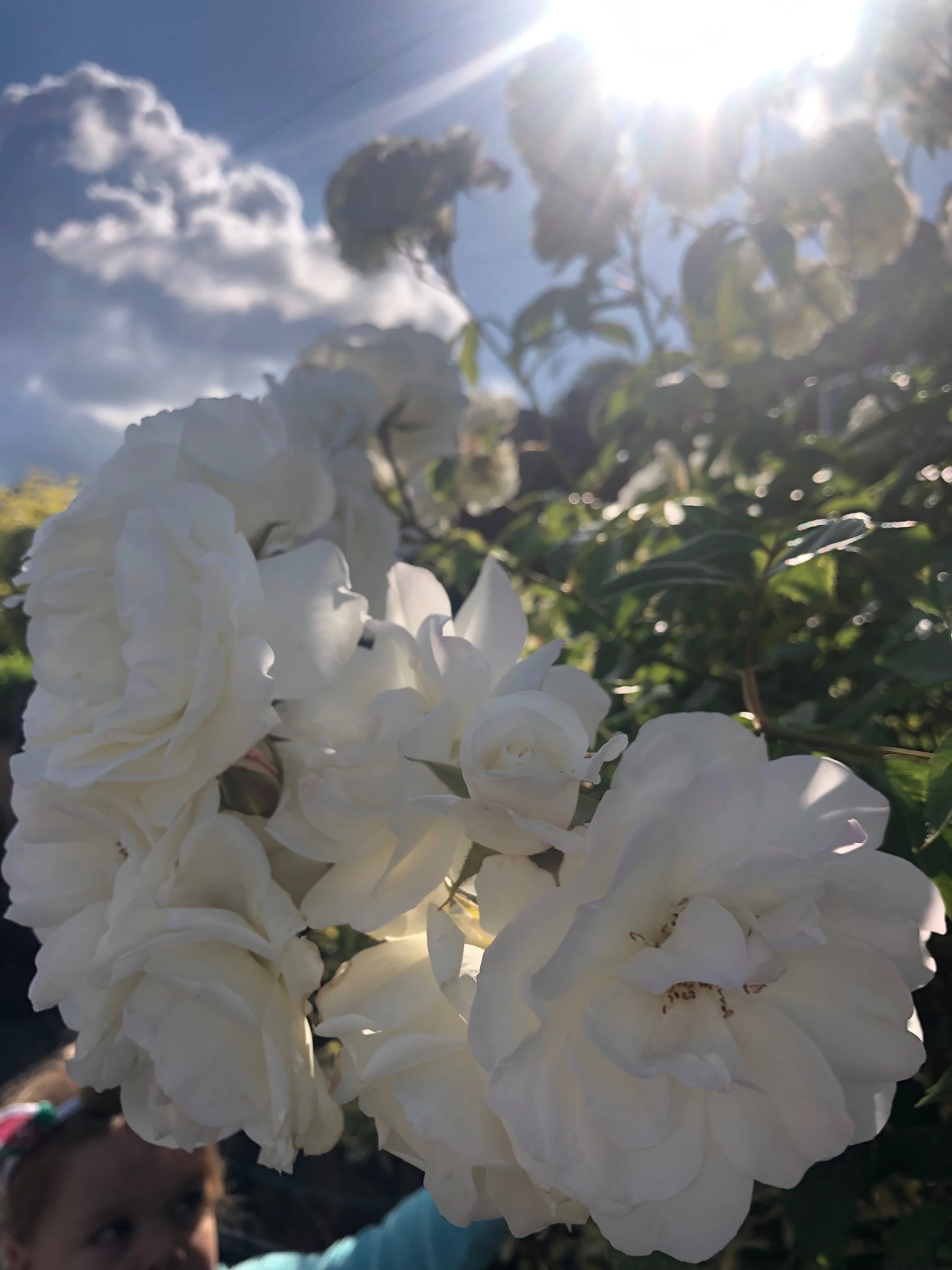 IMG_4553.jpeg
