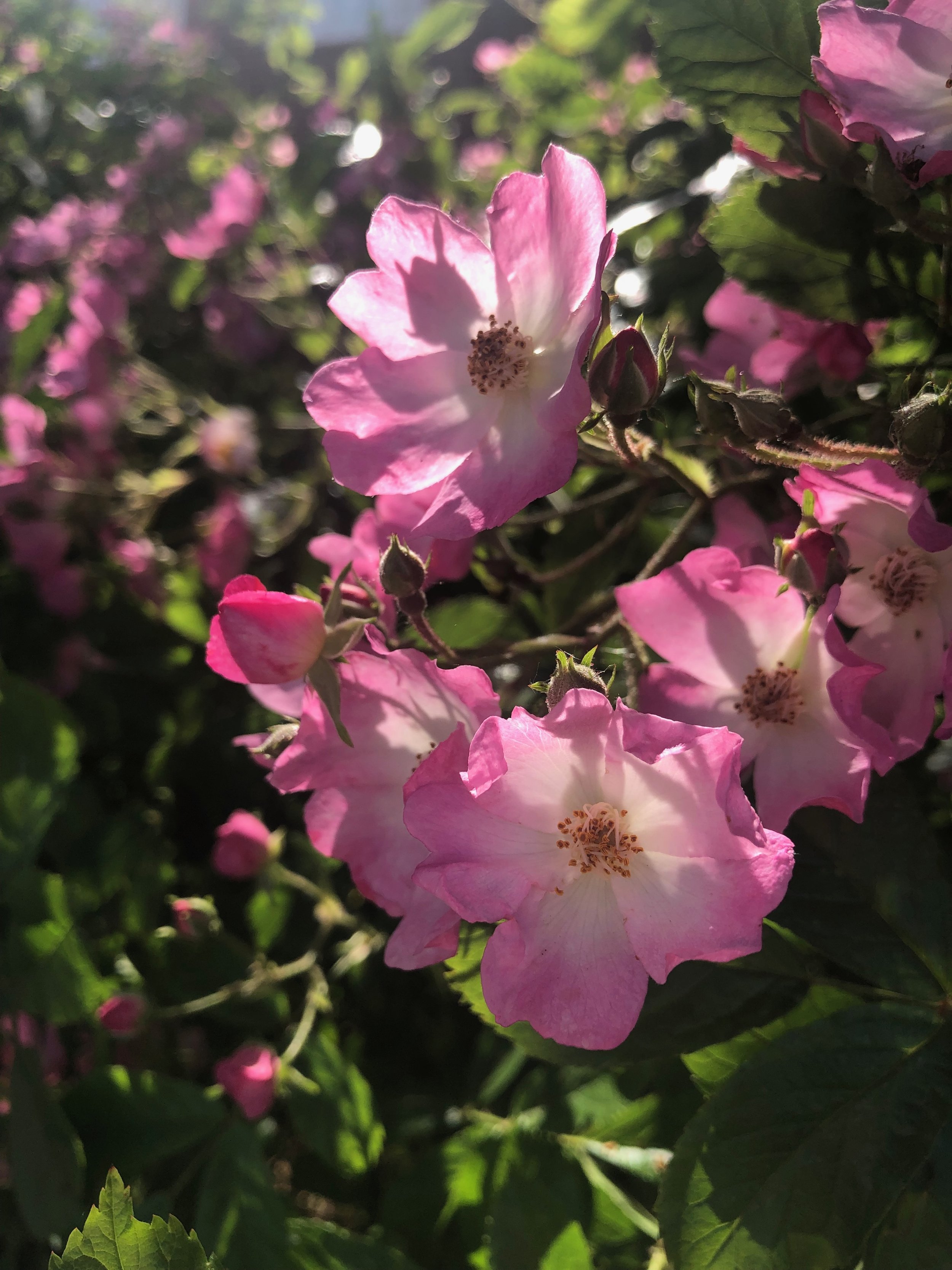 IMG_4586.jpeg