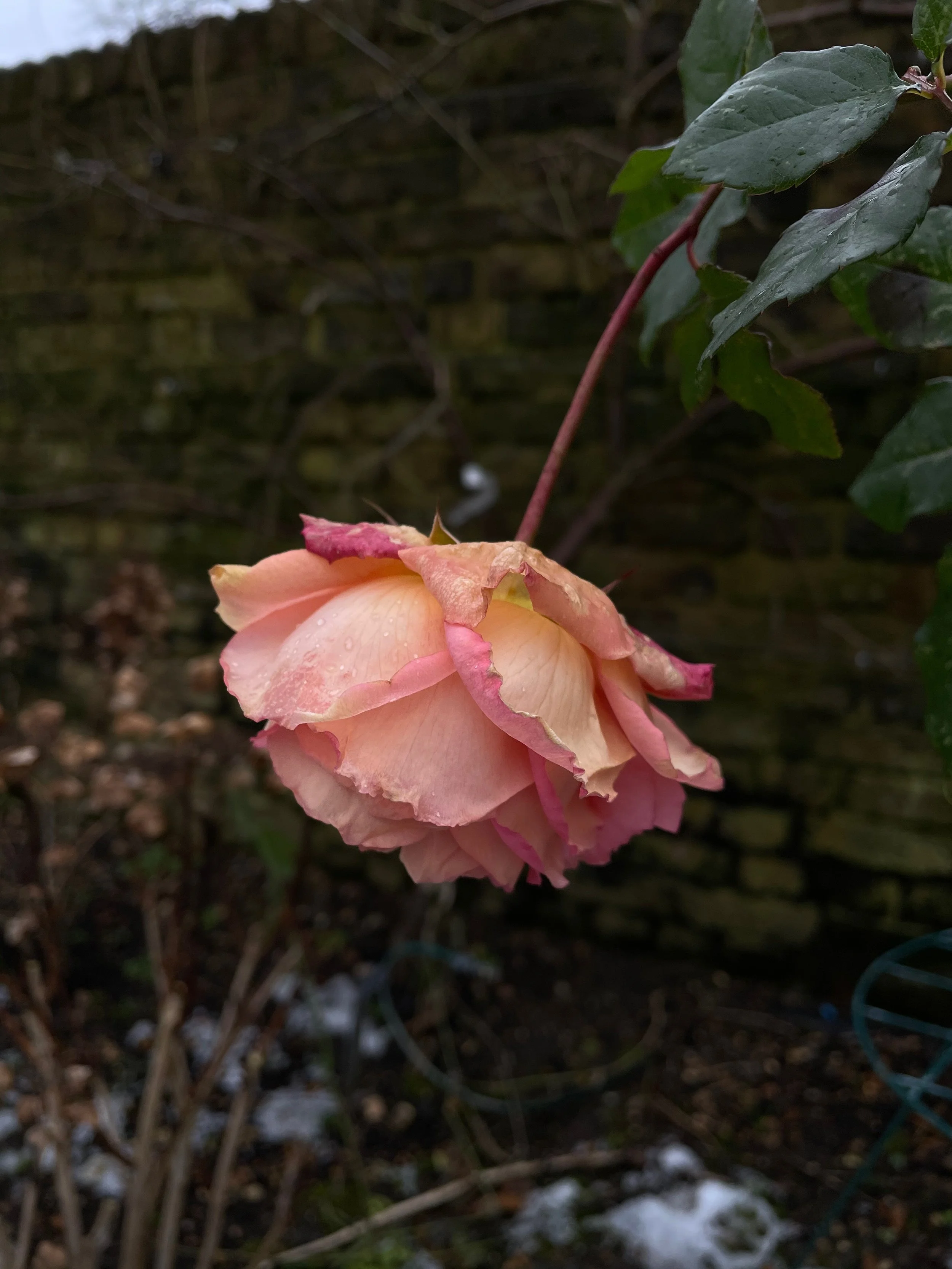 IMG_0520.jpeg