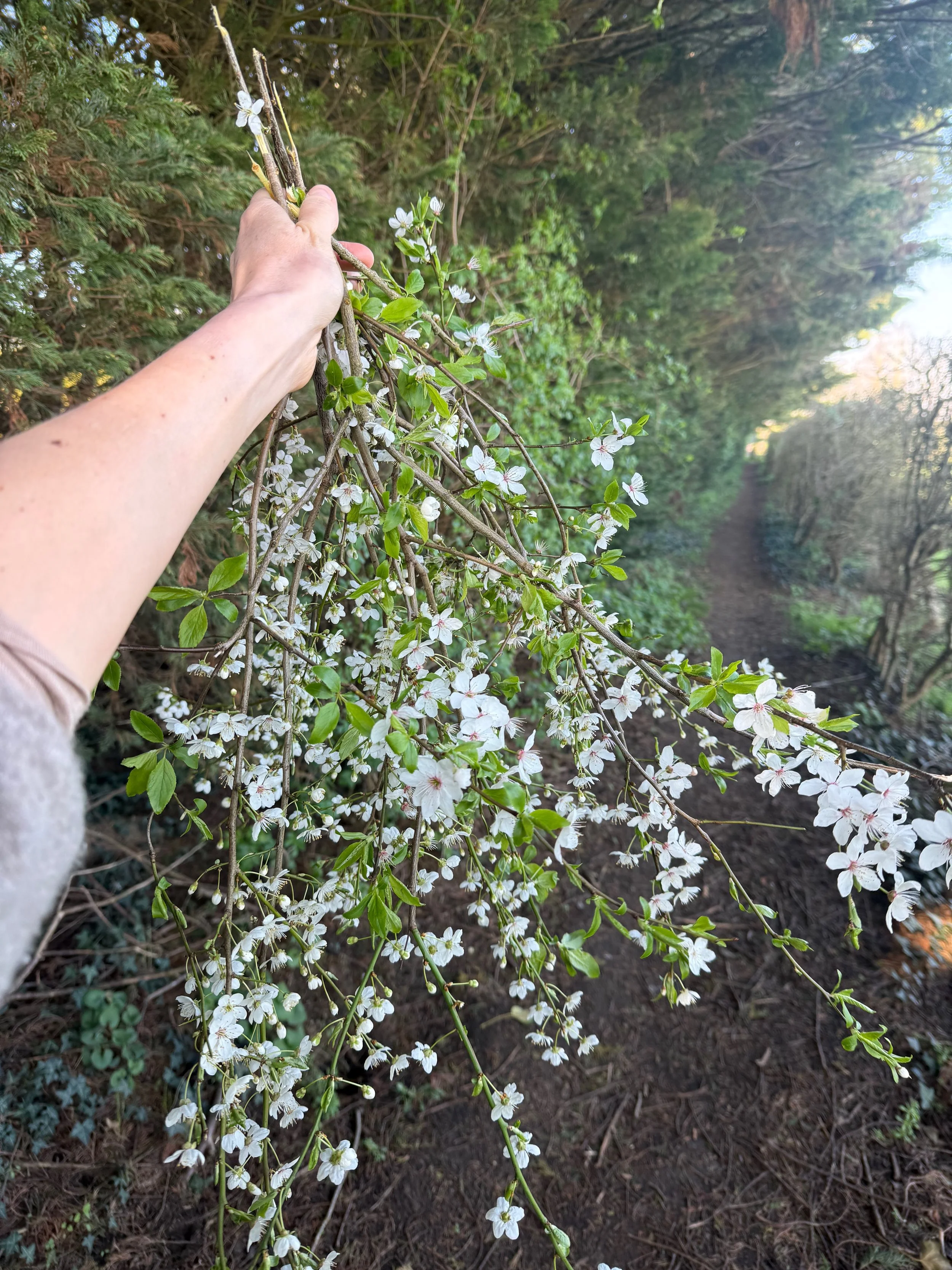 IMG_6075.jpeg