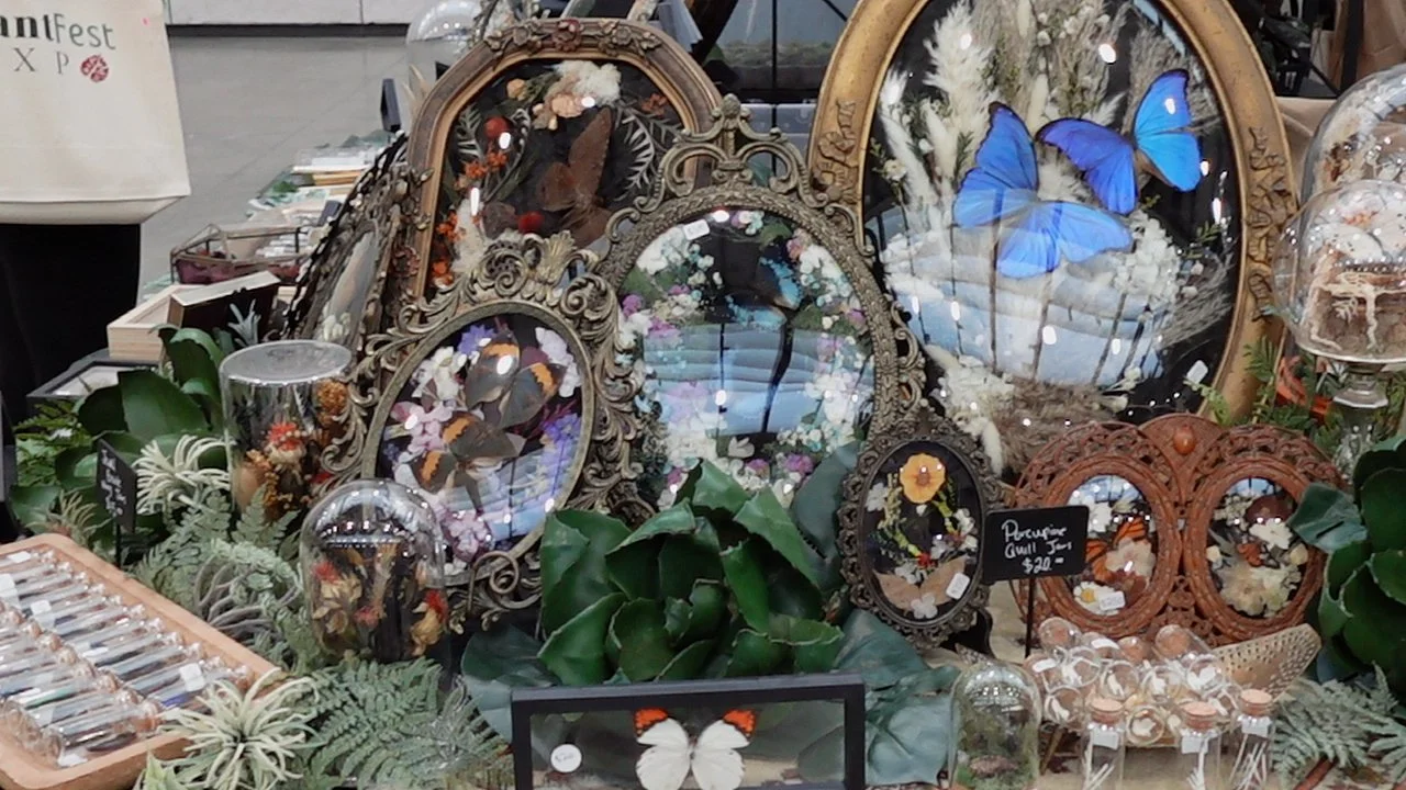 Display of framed butterfly artworks and botanical decorations at a market stall.