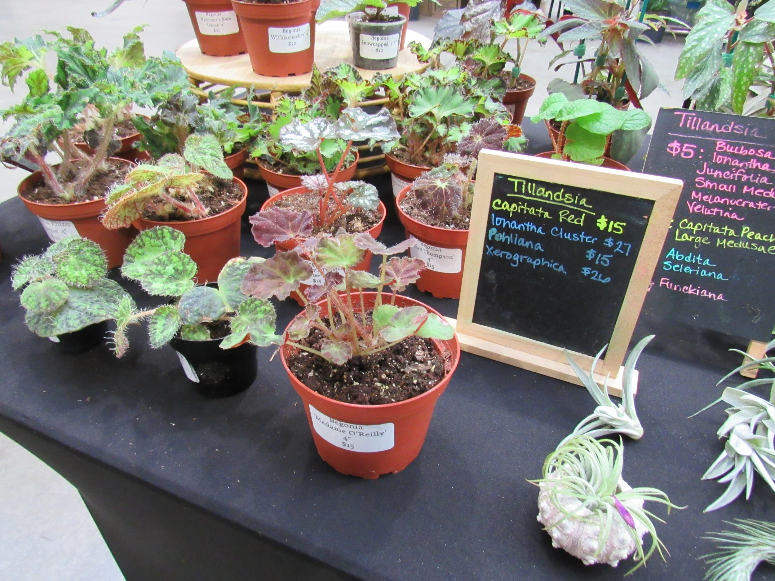 Several potted Begonia plants with vibrant, textured leaves displayed on a black table, alongside colorful handwritten signs listing plant names and prices.