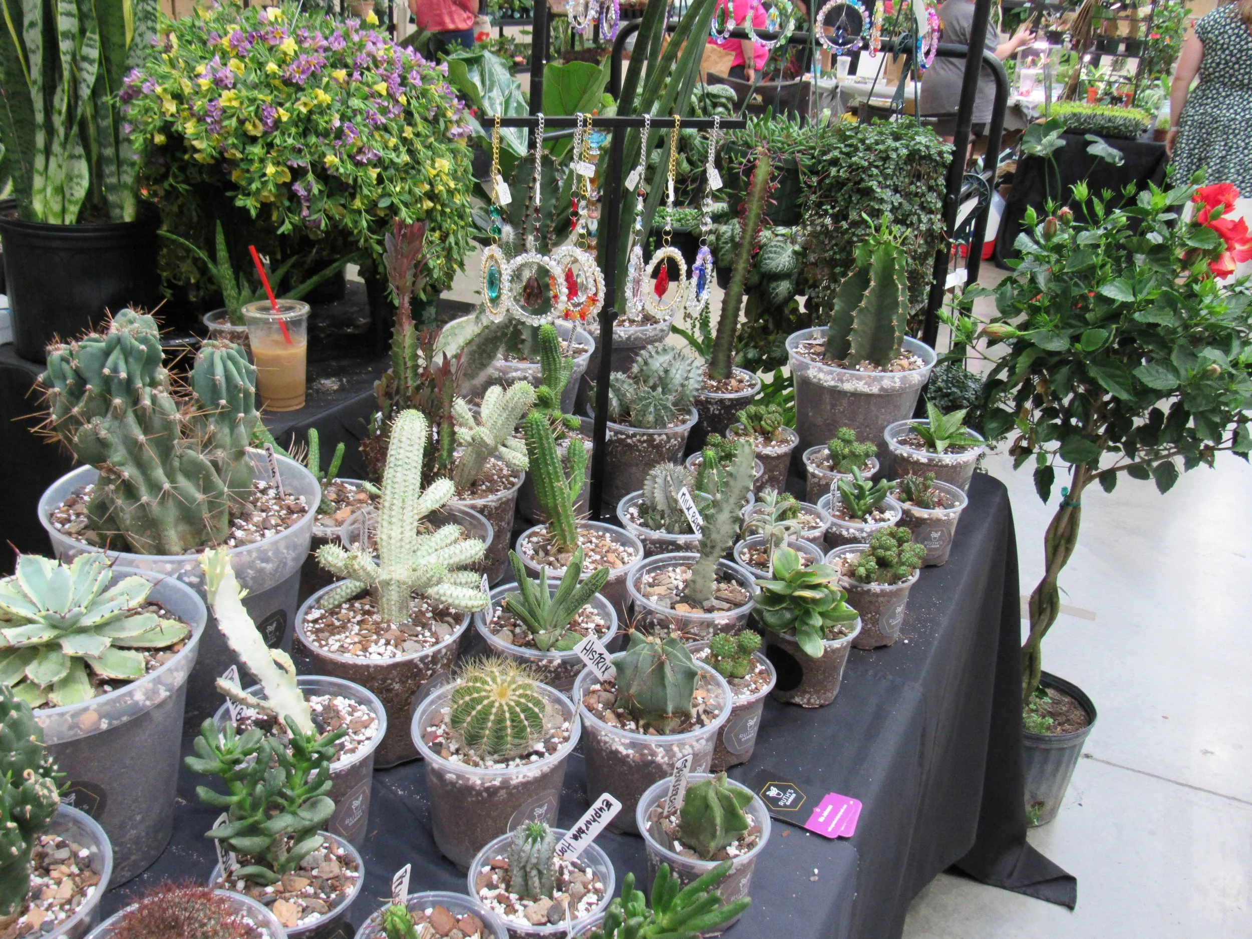 Display of various potted cacti and succulents, with jewelry hanging in the background at a plant stand or market.