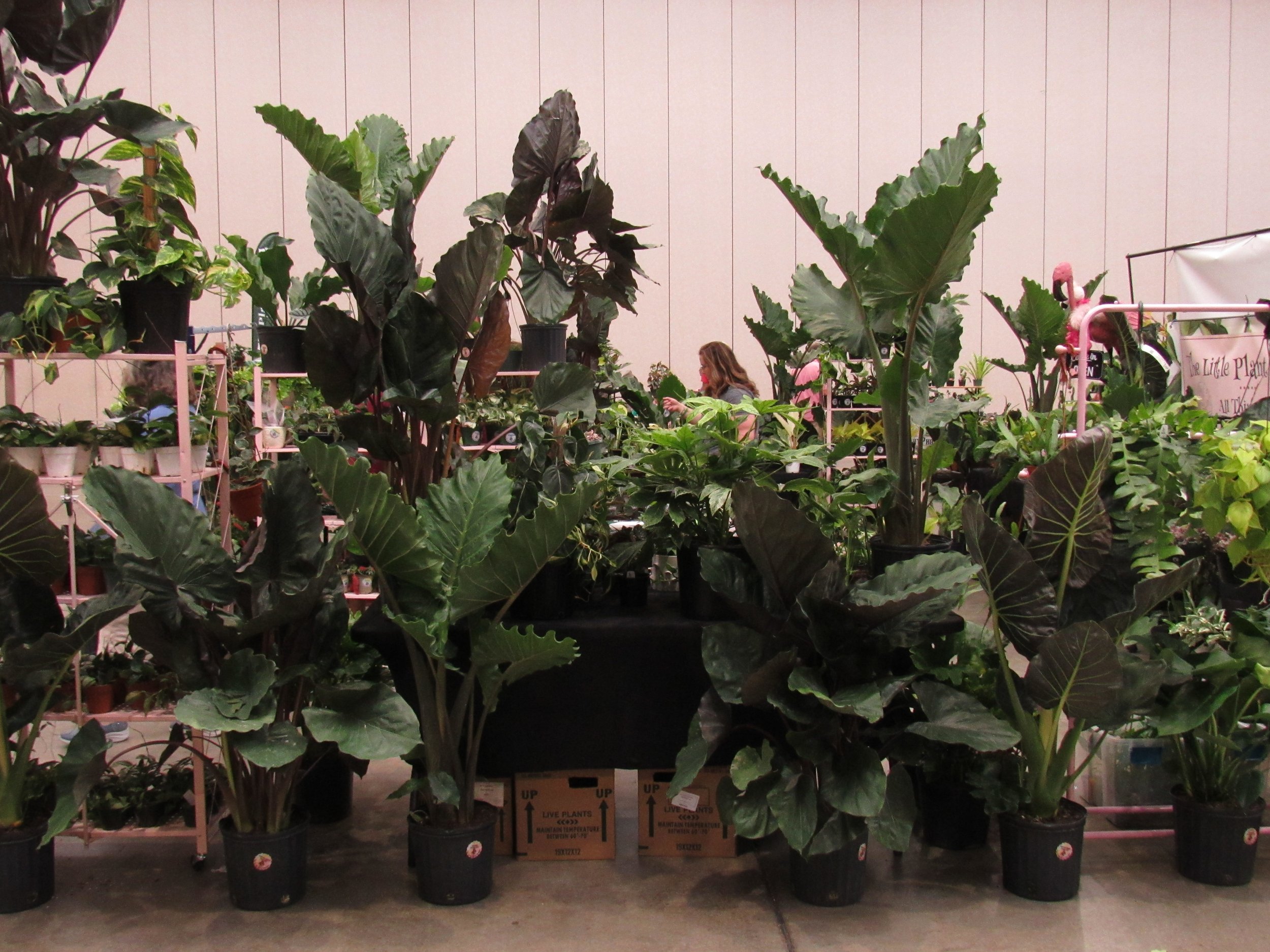 Various potted plants displayed on racks in an indoor plant shop with a woman browsing in the background.