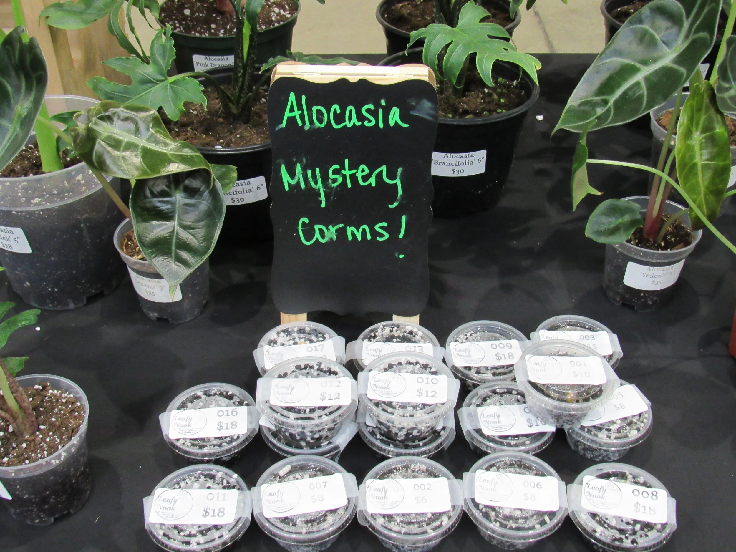 Various potted Alocasia plants with large, dark green leaves, some with distinctive patterns, on display at a plant sale or nursery, with a blackboard sign reading 'Alocasia Mystery forms!'