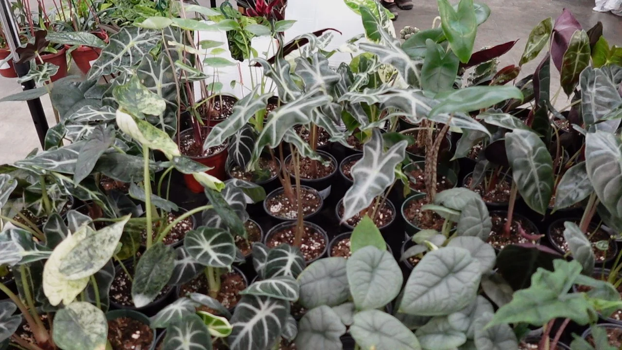 Close-up of various potted indoor plants with green leaves, some with white or silver markings, in a retail store.