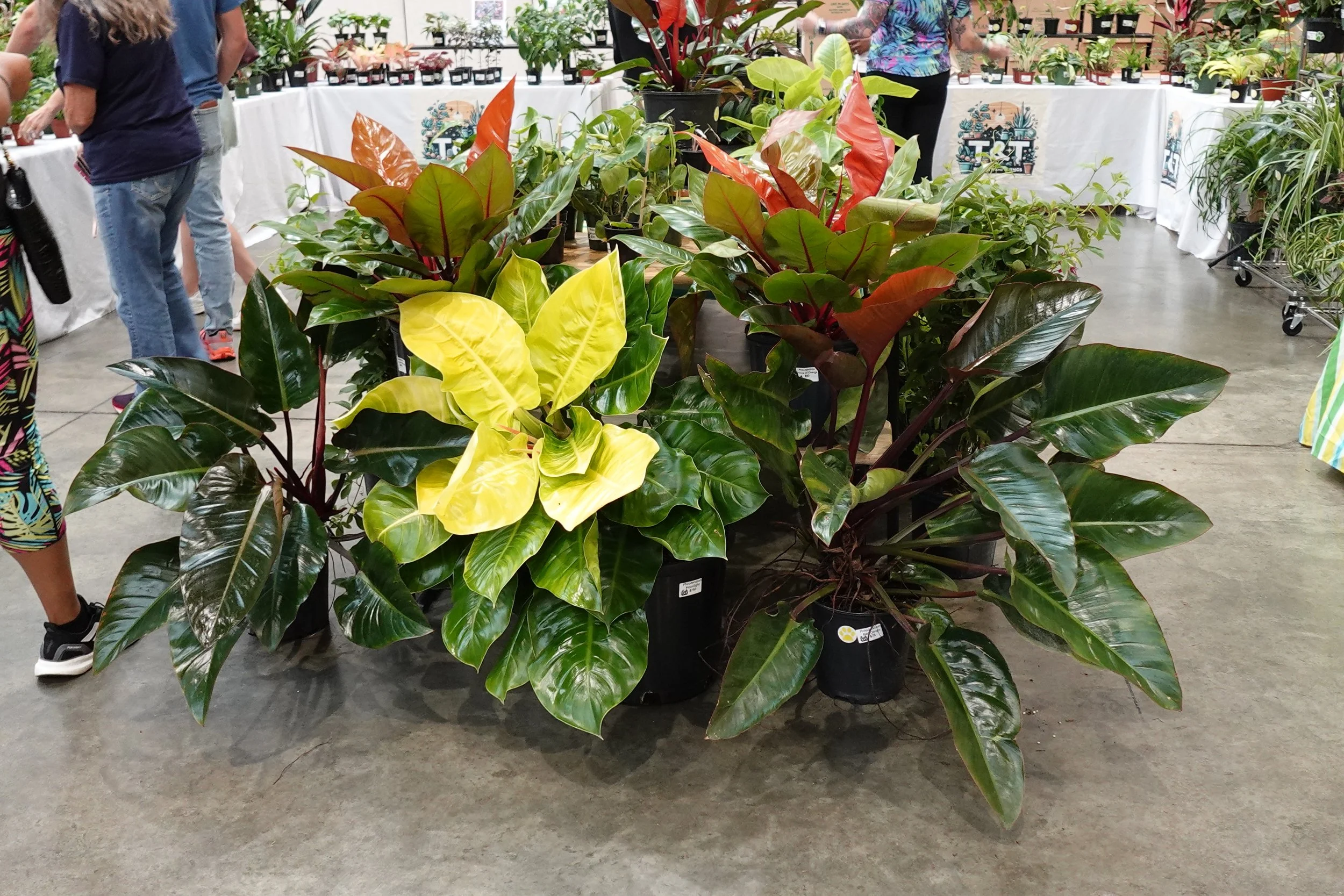 Display of various potted houseplants at a plant sale, with a person browsing in the background.