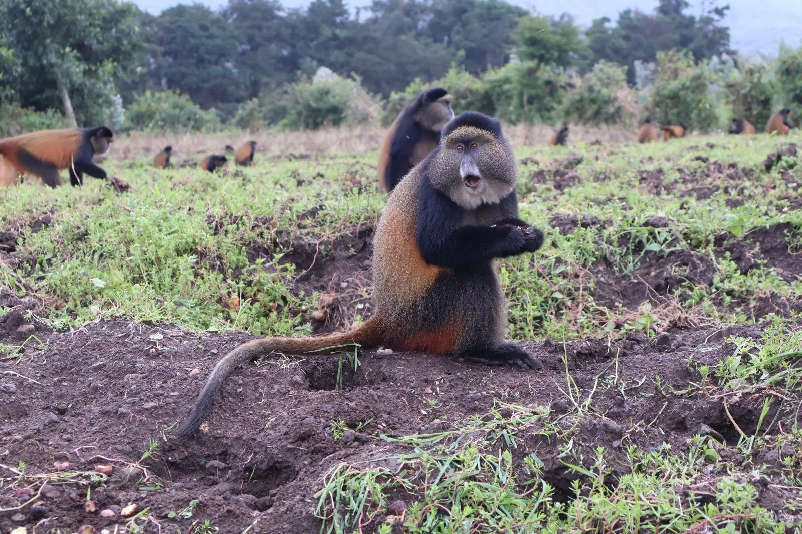 Day 11: Golden Monkey Trek &amp; Lake Kivu Excursion (Musane and Rubavu, Rwanda)