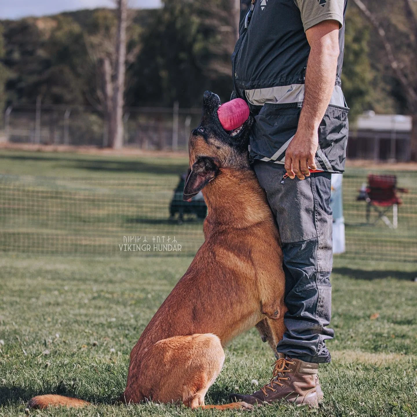 A Belgian Malinois dog with a red training sleeve on its front leg, sitting on grass and biting the sleeve held by a person in outdoor training gear. Background shows a fenced park or field with trees and benches.
