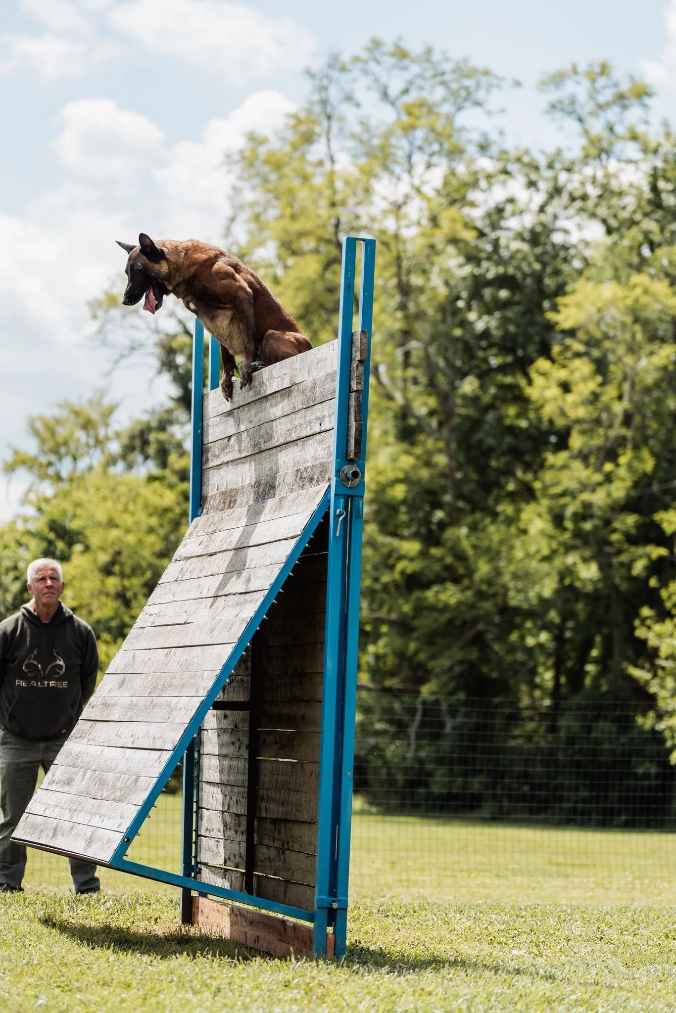 A Belgian Malinois dog jumping off a wooden ramp during an outdoor dog agility or training event. The dog appears focused and is mid-air, with a person watching nearby.