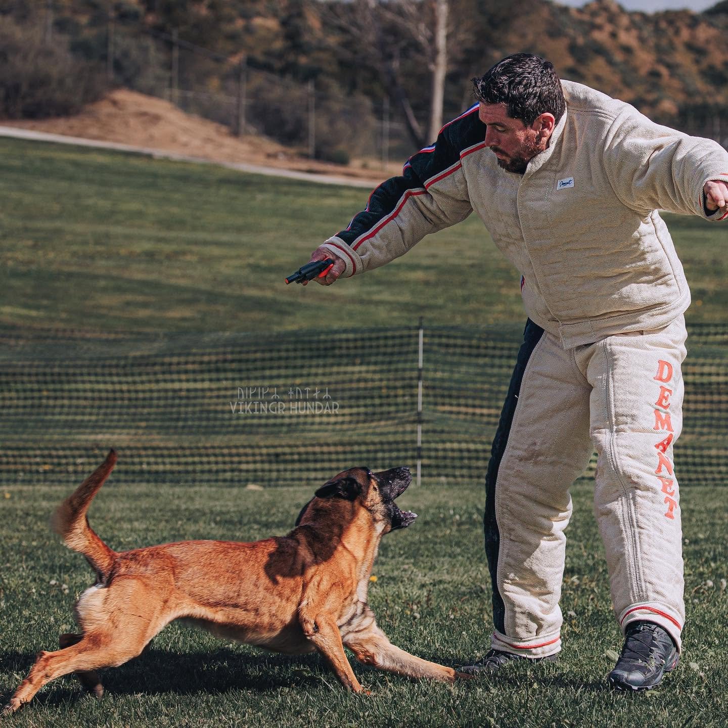 A man in a protective suit training a Belgian Malinois dog on a grassy field, with a fence and hills in the background.