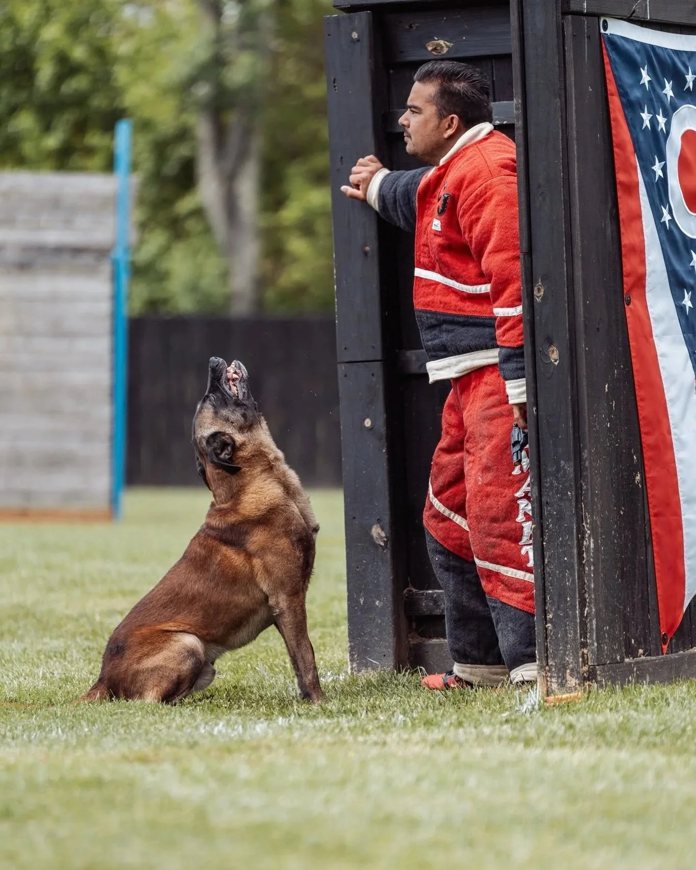 A man dressed in protective gear is standing inside a wooden dog kennel, and a Belgian Malinois dog is sitting outside, barking up at him.