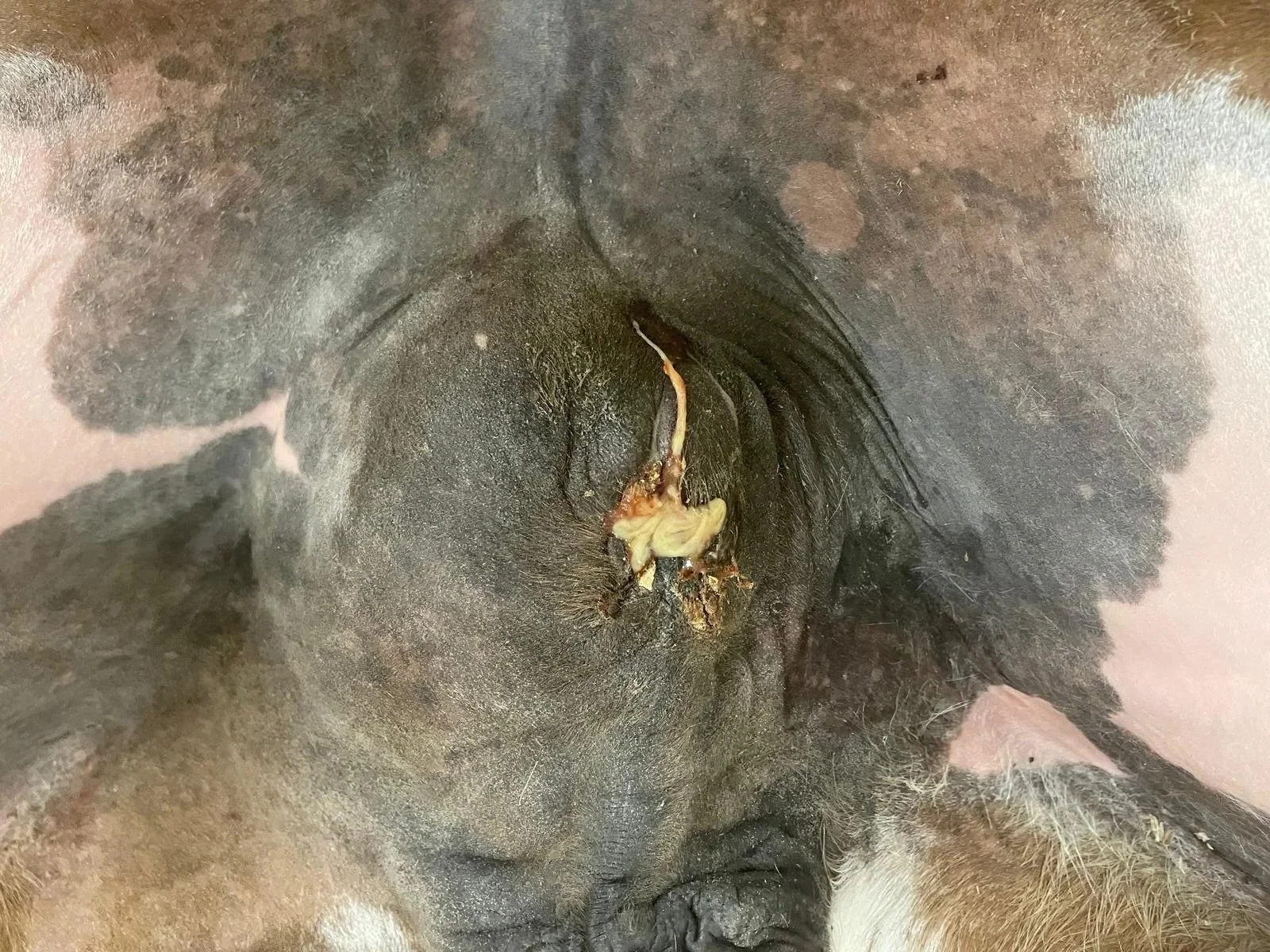 Scirrhous Cord in Horses: What We Learned from 32 Cases