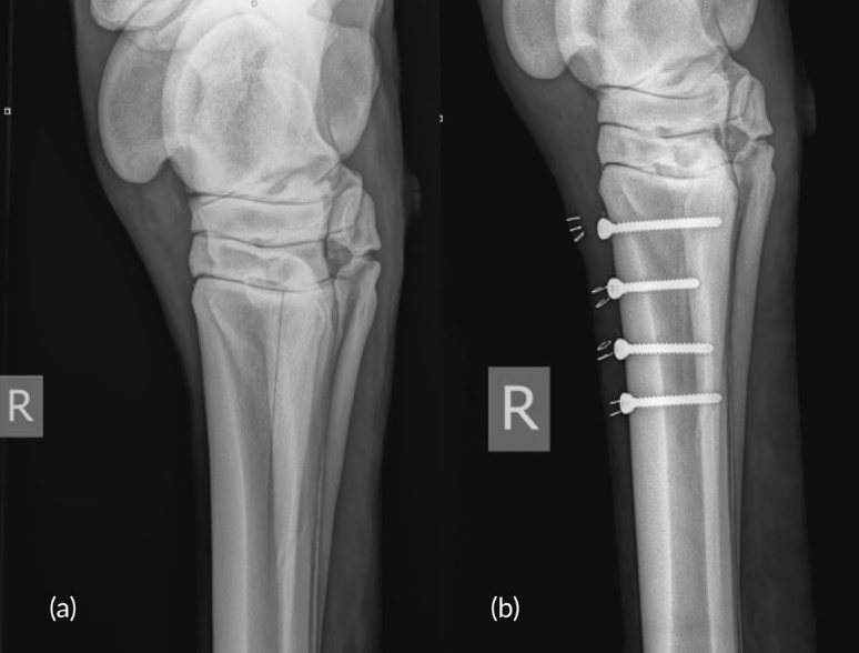 An Uncommon Proximal Third Metatarsal Bone Fracture in Racehorses