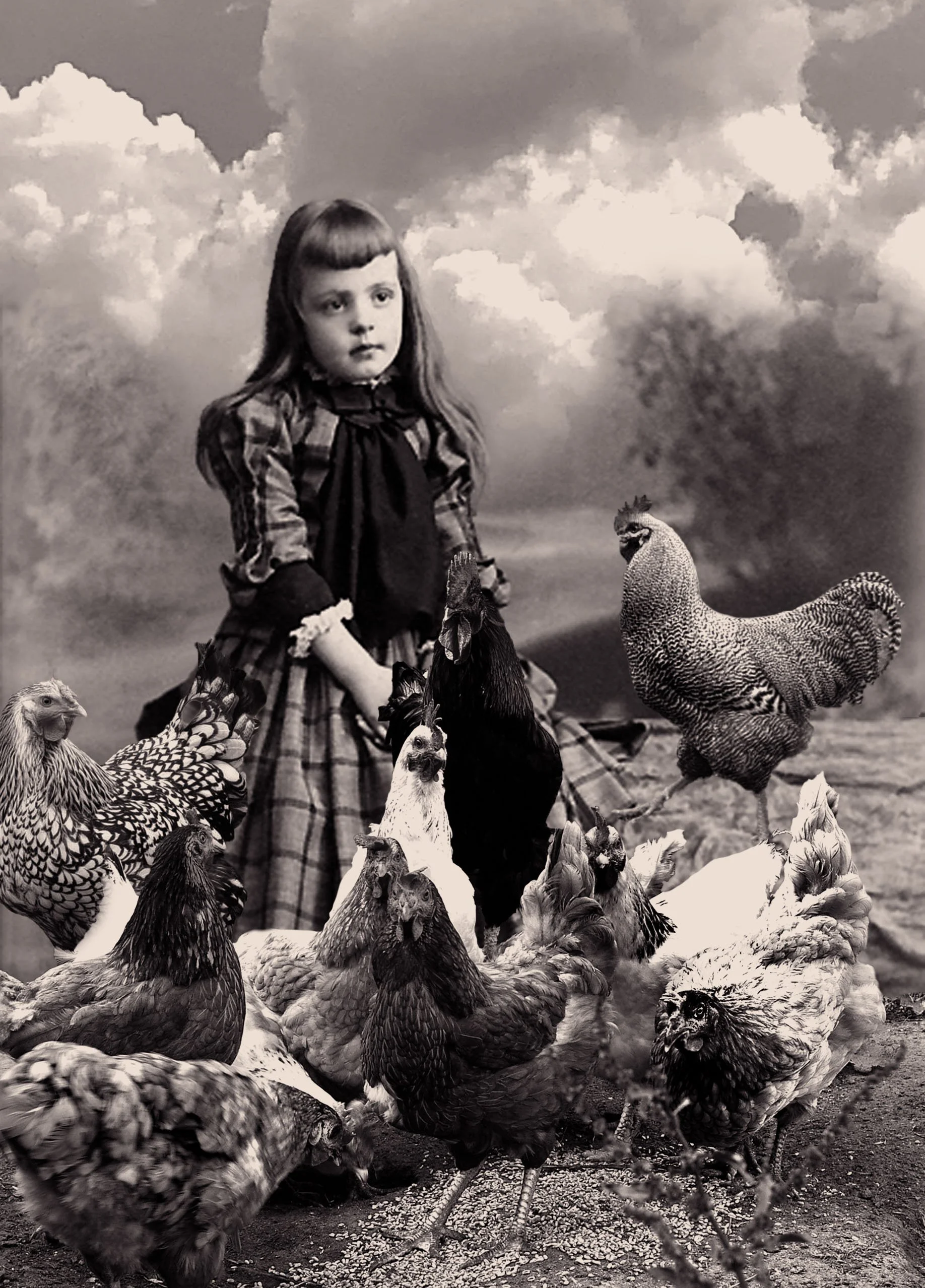 Alektorophobia - Fear of Chickens