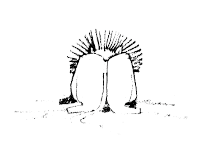 The Lion's Butt