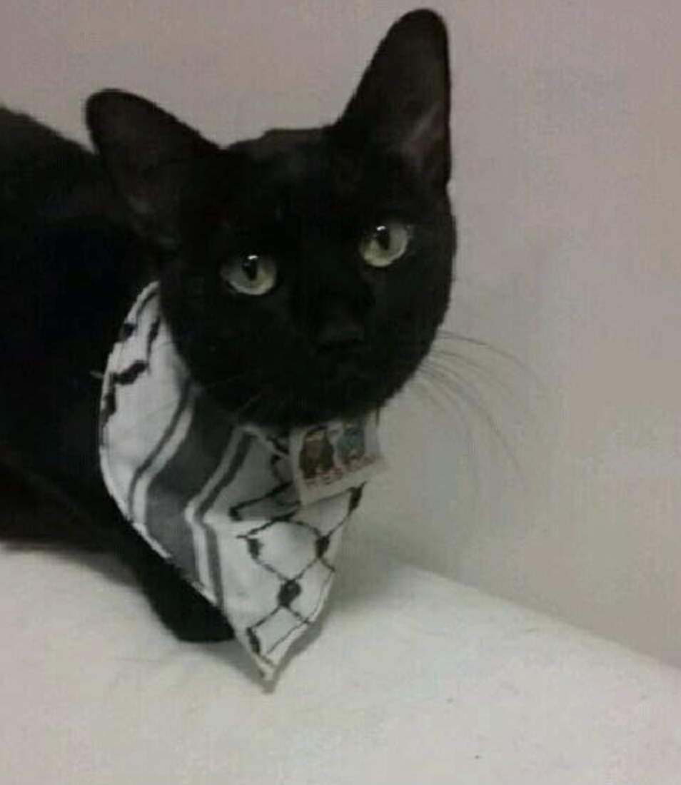 Happy National Cat Day from CSJP