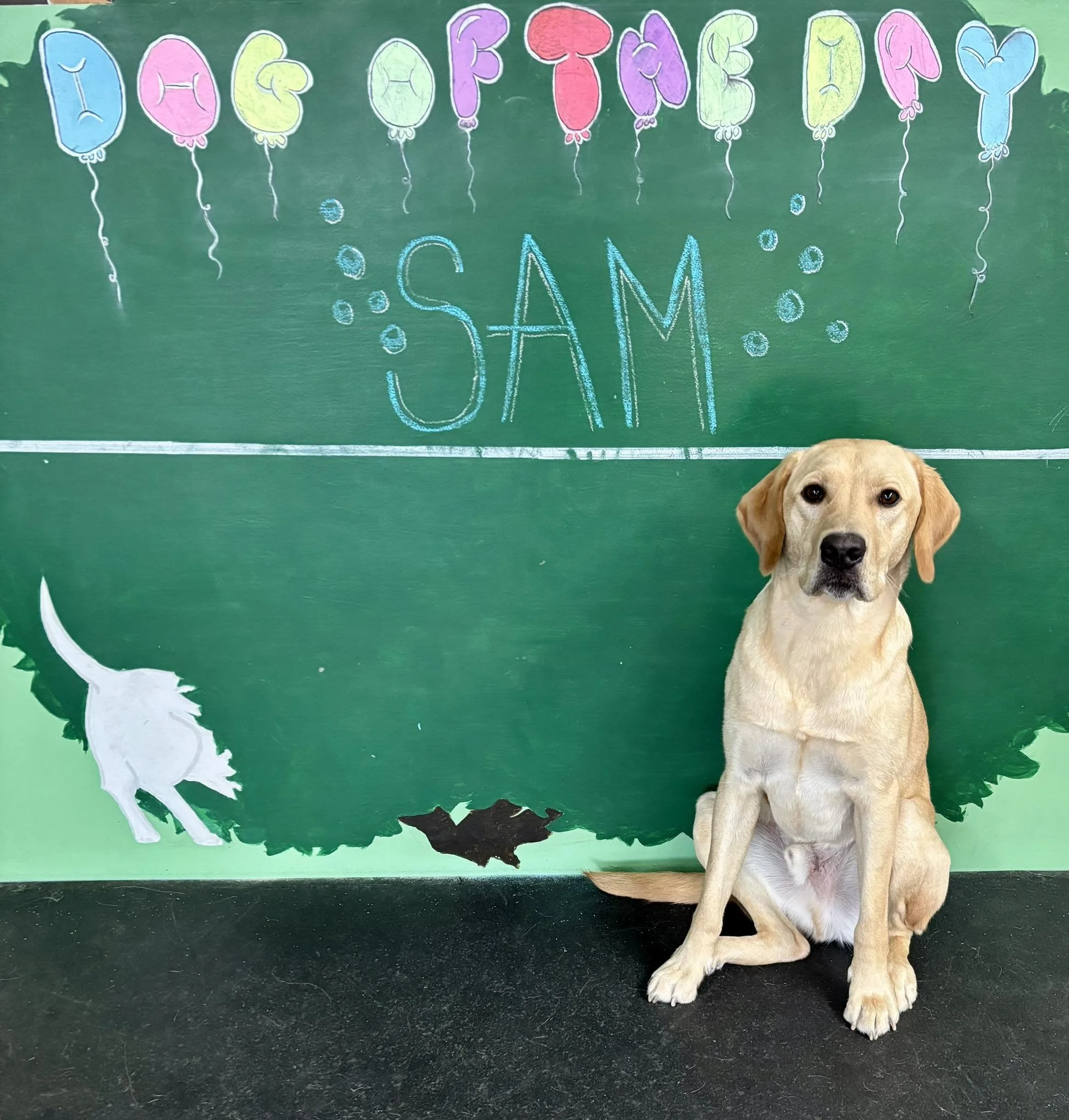 Pink, purple, yellow, and blue balloons with white strings hanging from a green chalkboard background that has the message 'Doggy-Do Sale!'. A golden retriever puppy is sitting in front of the chalkboard.