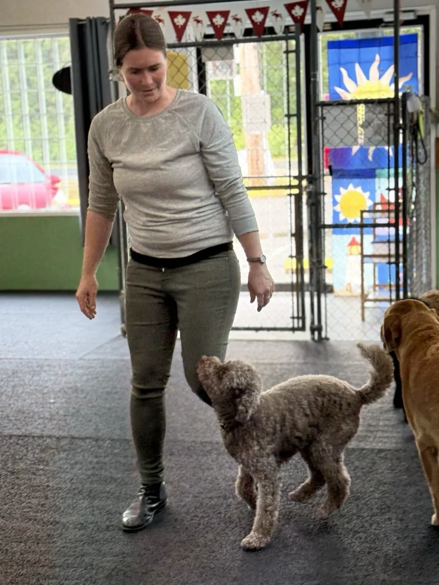 Dogstar Doggie Playcare - Gallery 0.webp