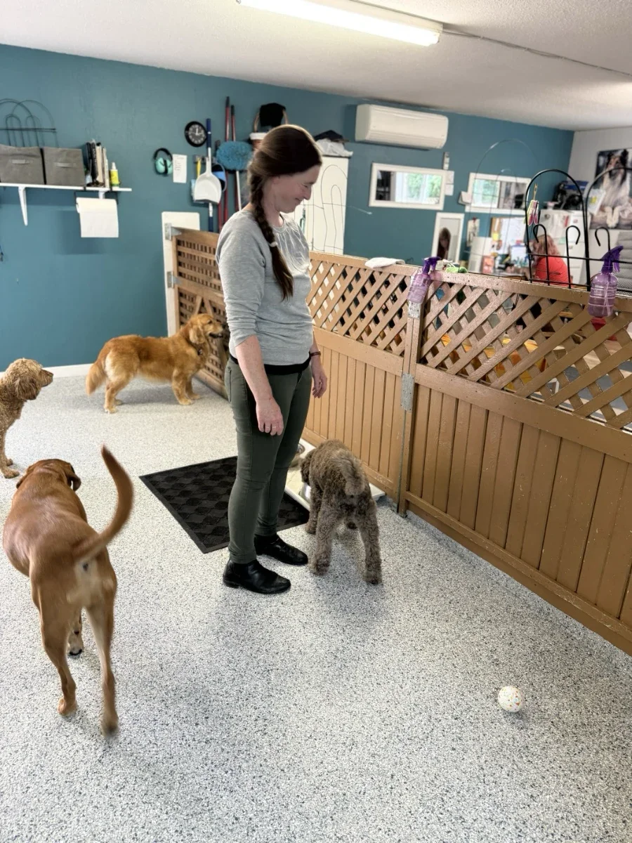 Dogstar Doggie Playcare - Gallery 1.webp