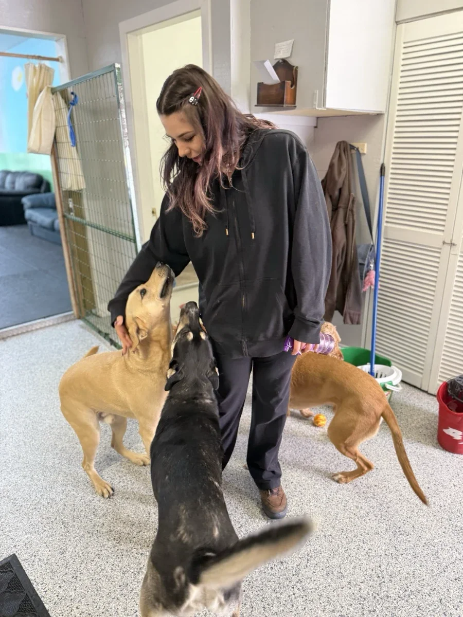 Dogstar Doggie Playcare - Gallery 2.webp