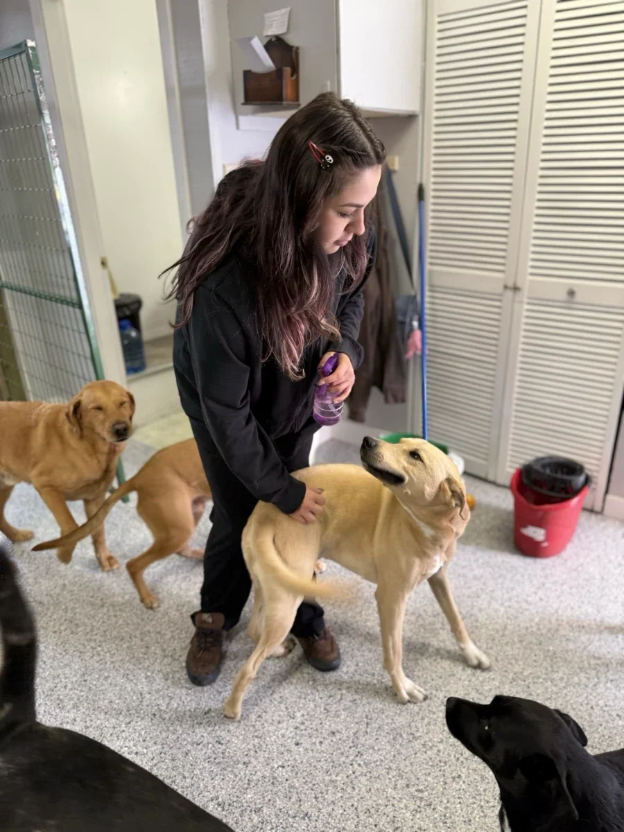 Dogstar Doggie Playcare - Gallery 3.webp