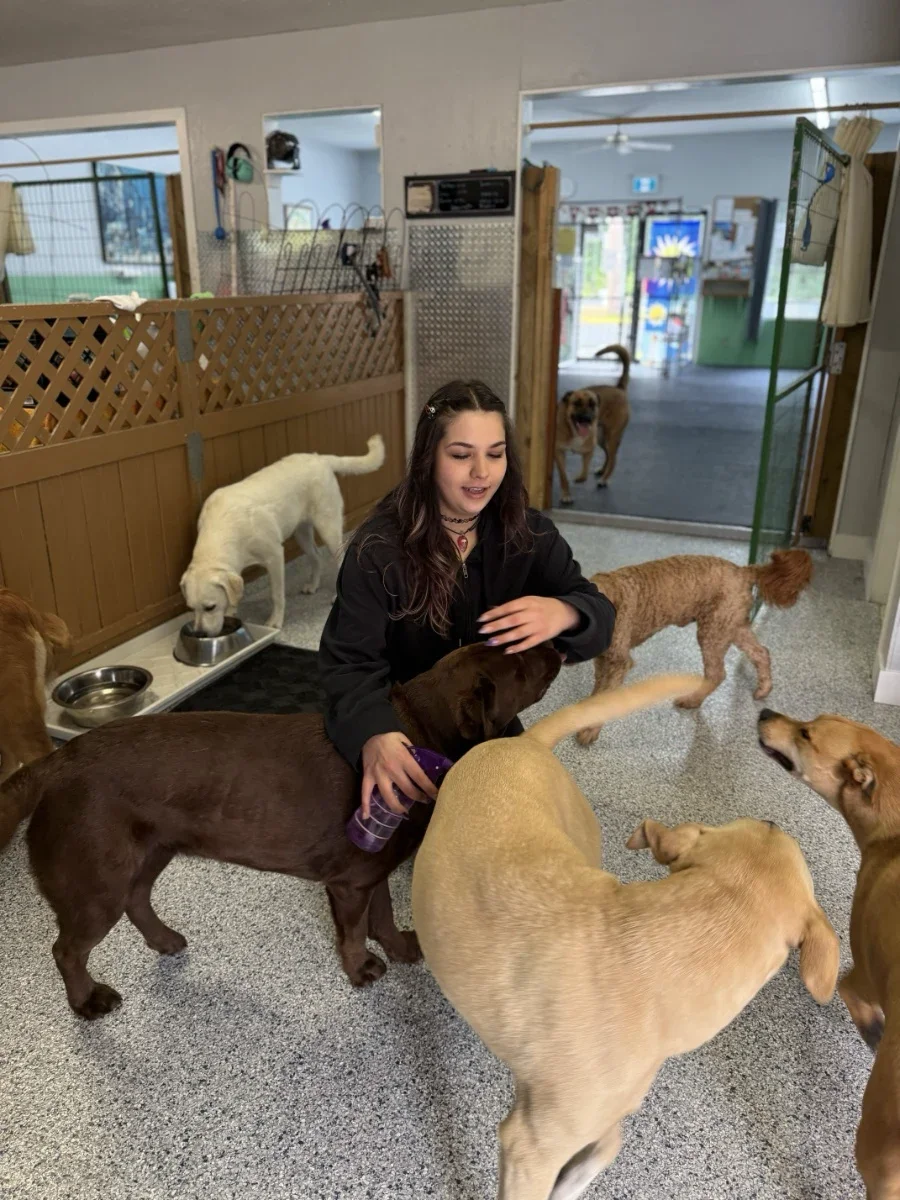 Dogstar Doggie Playcare - Gallery 4.webp
