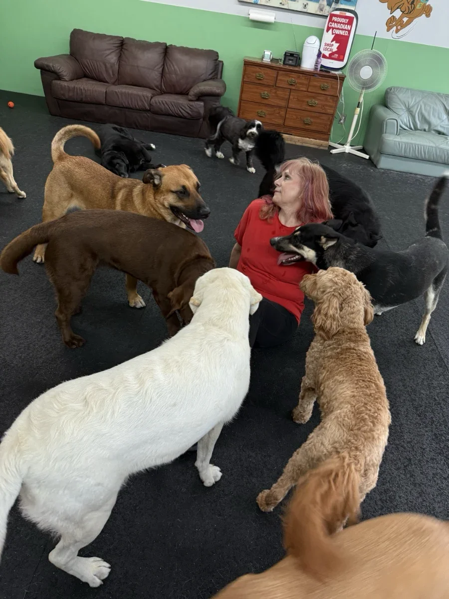 Dogstar Doggie Playcare - Gallery 8.webp
