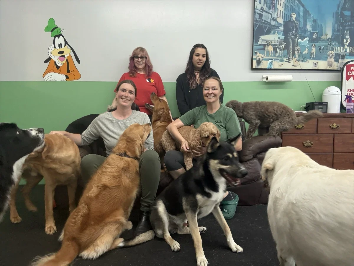Dogstar Doggie Playcare - Gallery 12.webp