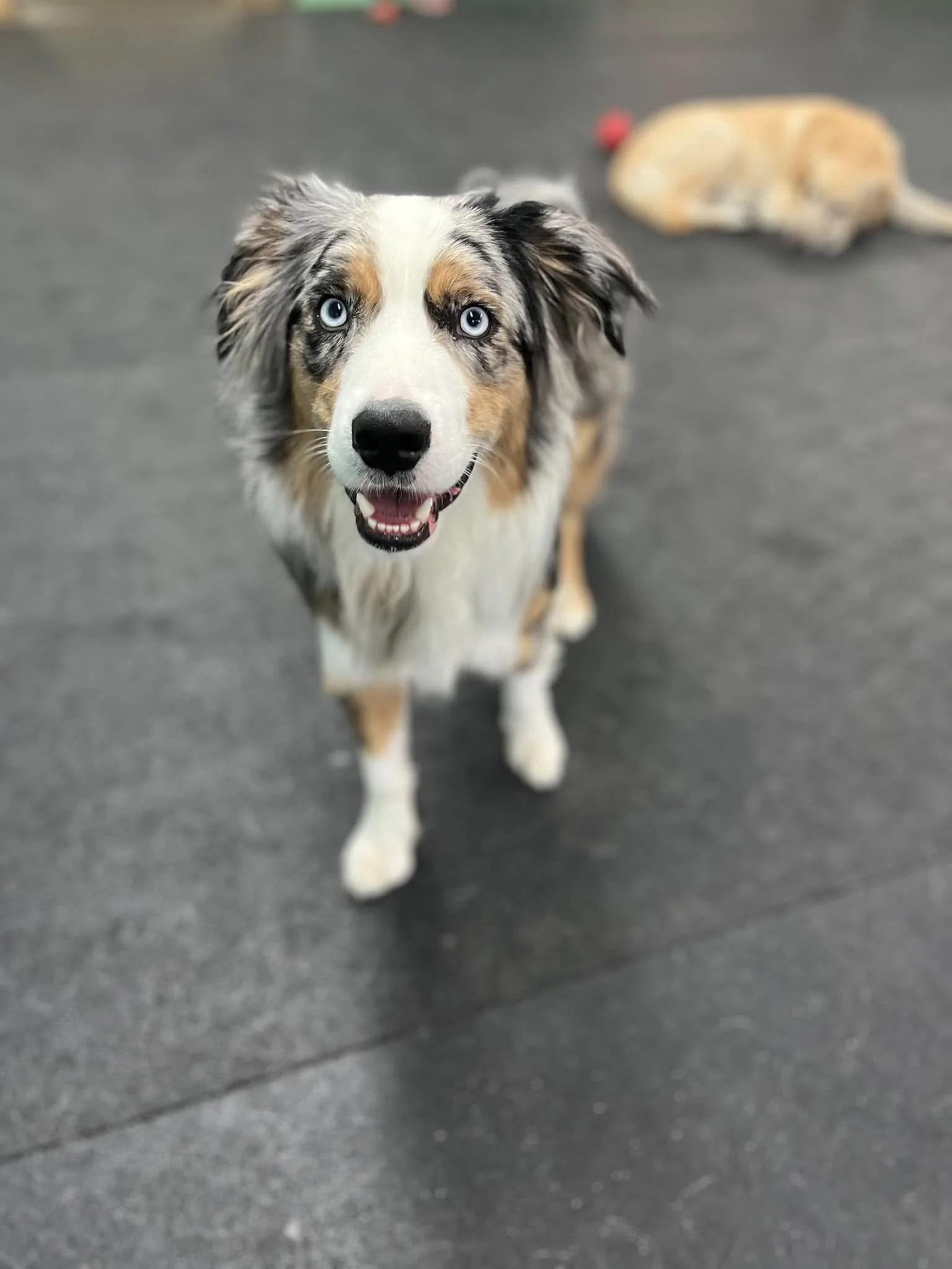 A happy Australian Shepherd puppy with blue eyes standing on a dark floor, with another dog lying in the background.