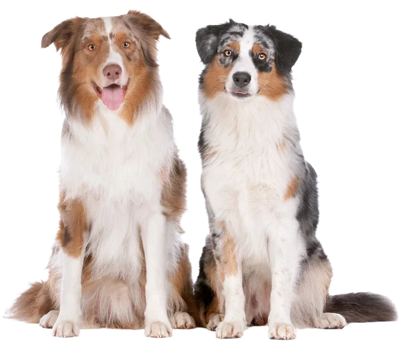 Two Australian Shepherd dogs sitting side by side, facing forward, with a white background.