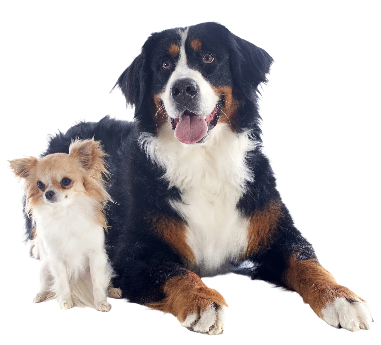 A large Bernese Mountain Dog with a black, white, and brown coat sitting next to a small cream-colored Chihuahua with long fur.