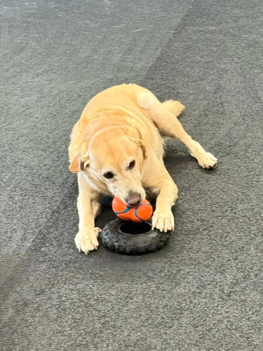 A yellow Labrador retriever lying on a gym floor with a tennis ball in its mouth, positioned on a black rubber ring.