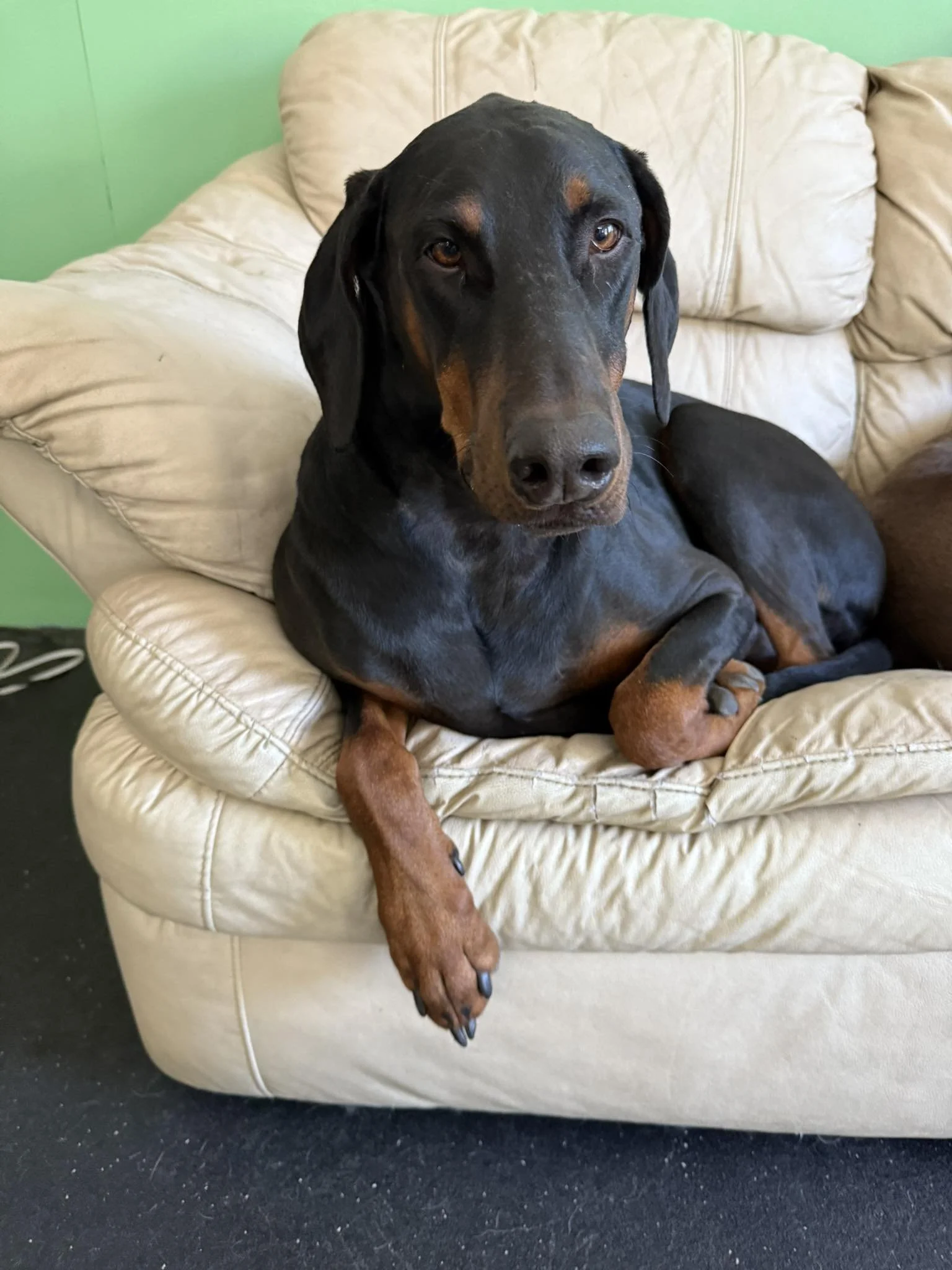 A black and tan Doberman dog sitting on a cream-colored leather couch with one paw hanging off the edge, in a room with green and black walls.