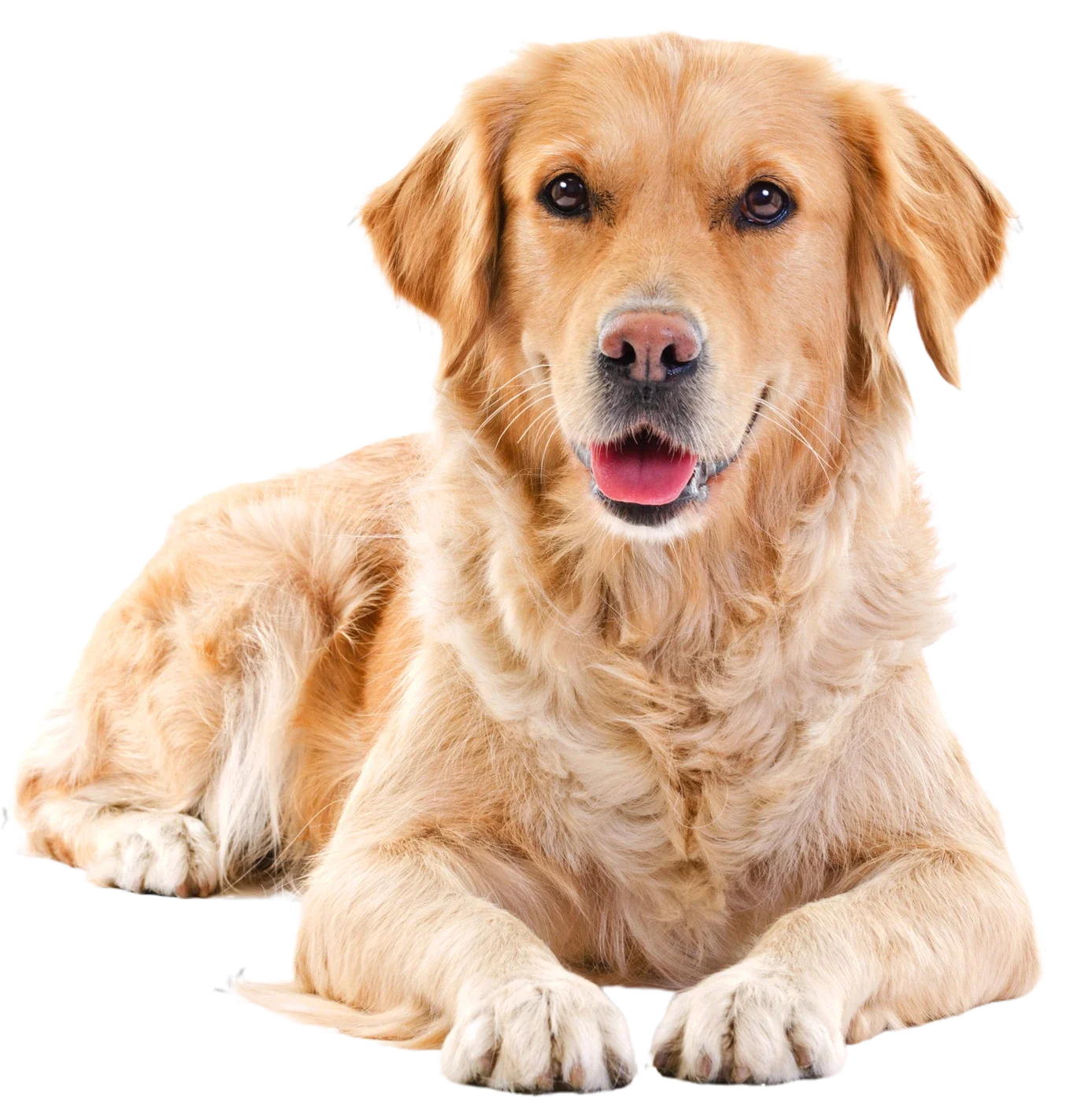 A golden retriever dog lying down with its front paws crossed, facing forward, with a friendly expression and tongue slightly out.