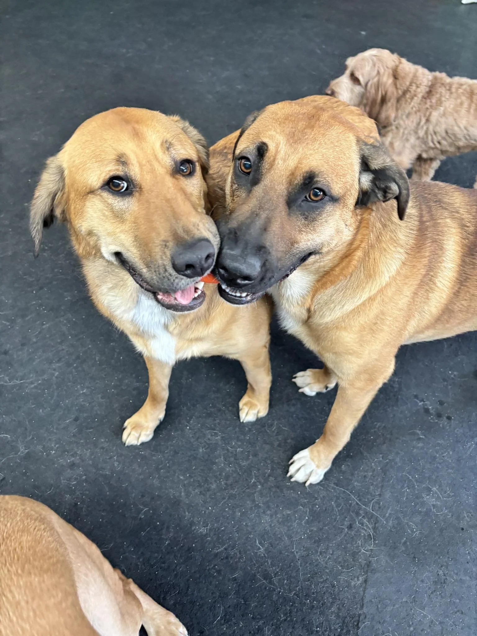 Three dogs on a black textured floor, two are close together looking at the camera, and a third dog in the background facing sideways.