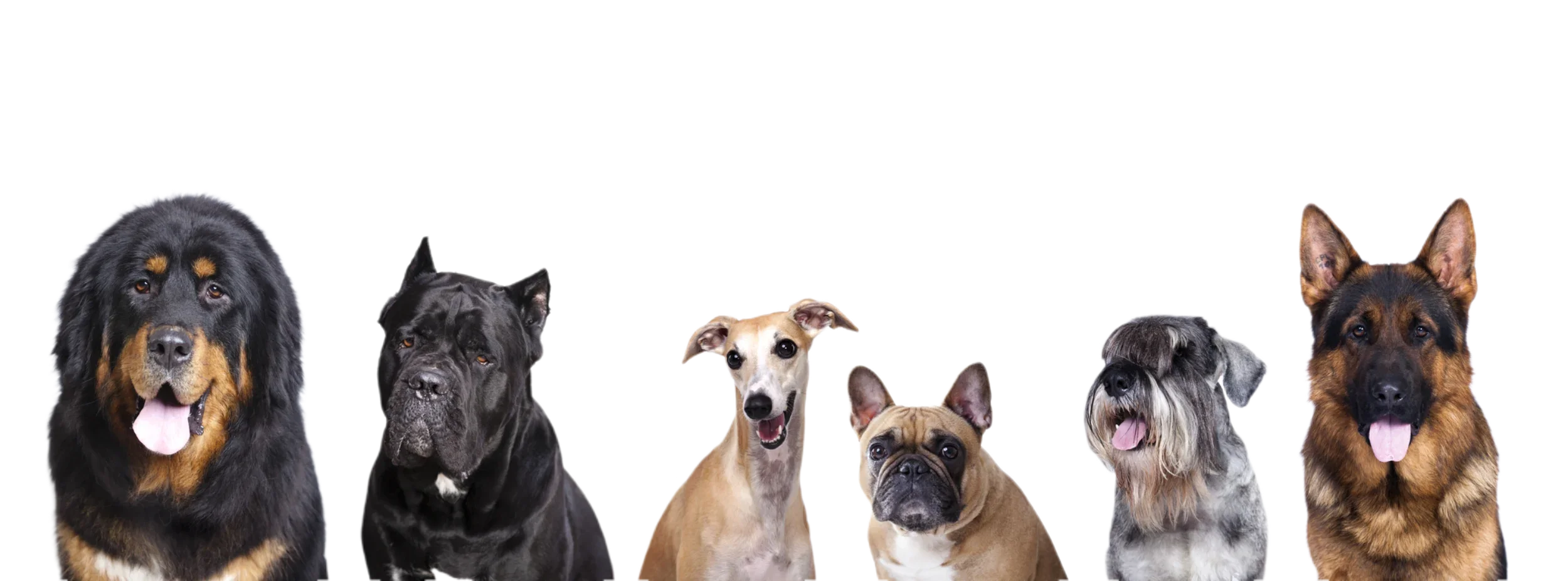 A lineup of seven dogs of various breeds including a Rottweiler, a Bulldog, a Whippet, a French Bulldog, a Schnauzer, and a German Shepherd, standing side by side against a black background.
