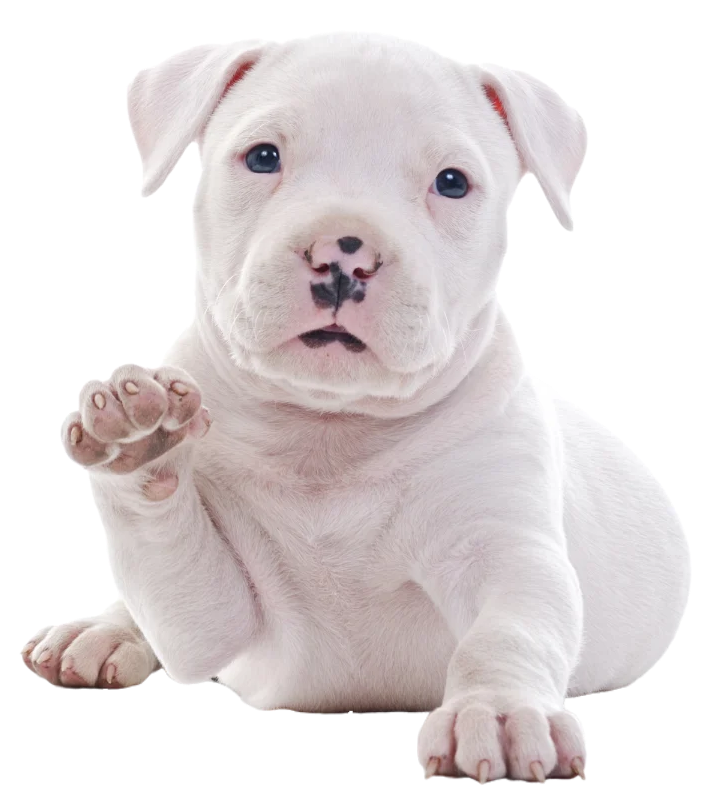 A cute white puppy with blue eyes and a black nose, sitting with one paw raised, against a white background.