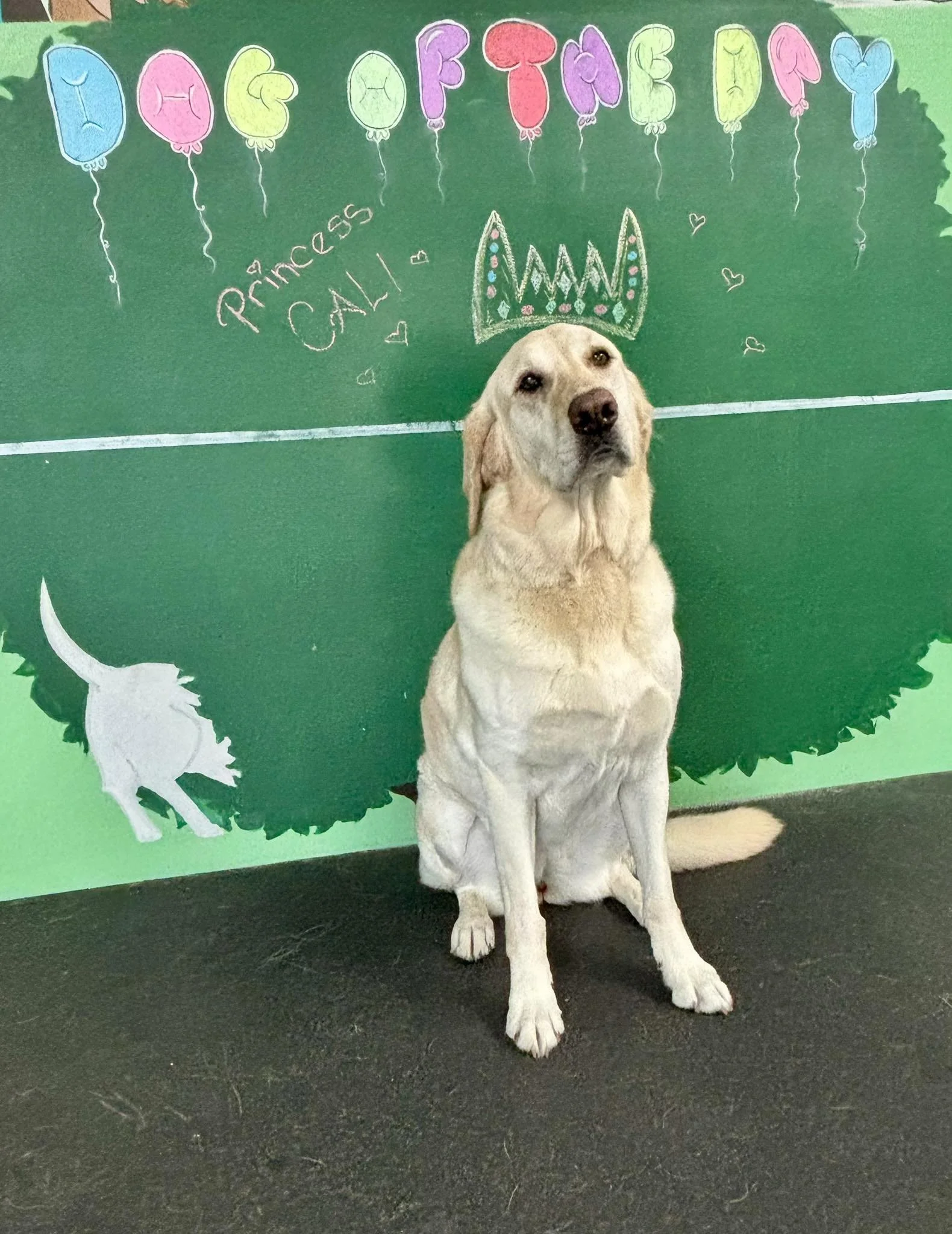 A Labrador Retriever dog sitting in front of a green background with colorful balloons and the words 'Princess Calli' written in chalk. The dog wears a decorated paper crown.