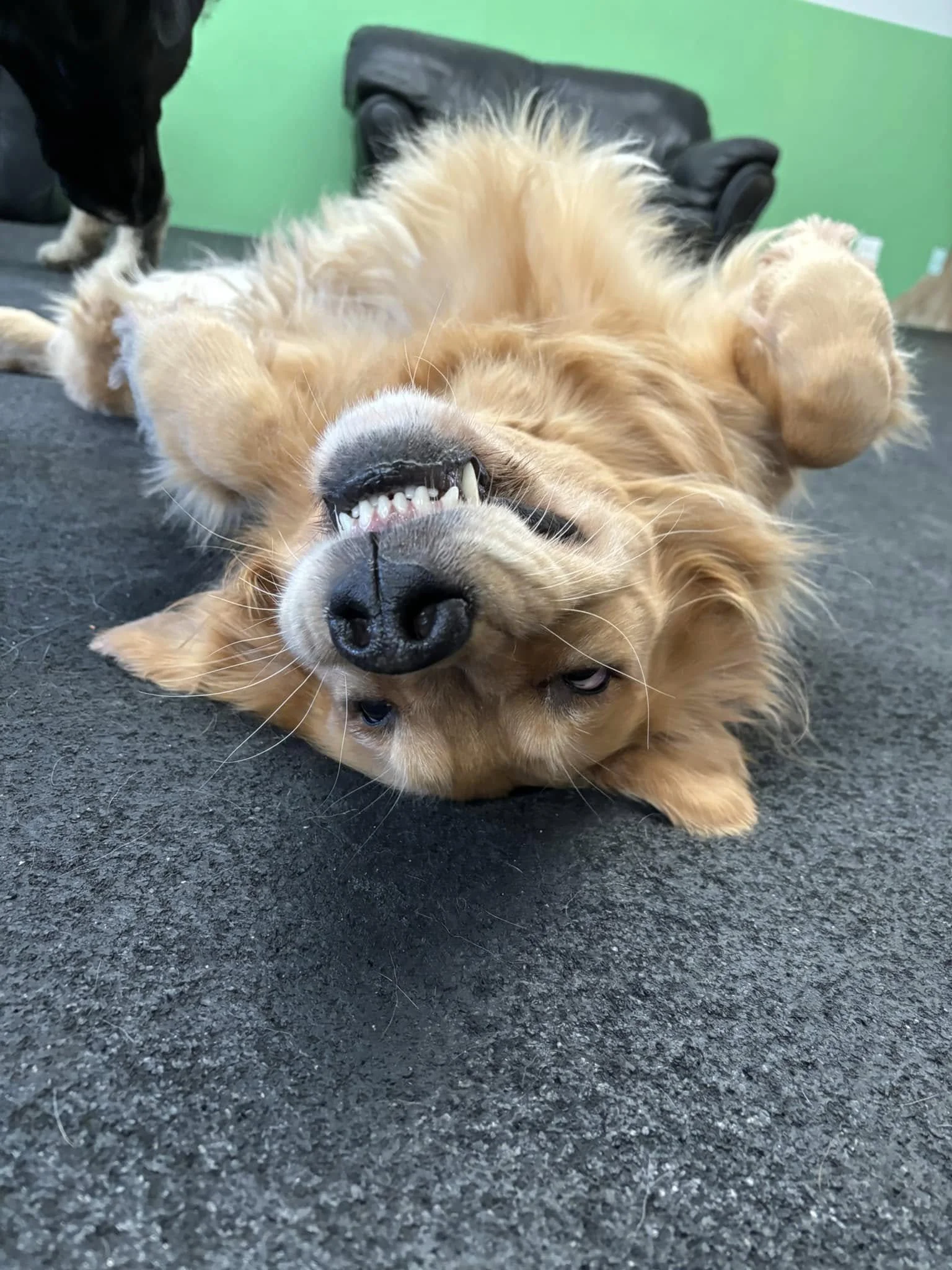 Golden retriever dog lying on its back on a black carpet, with a black padded chair and green wall in the background.