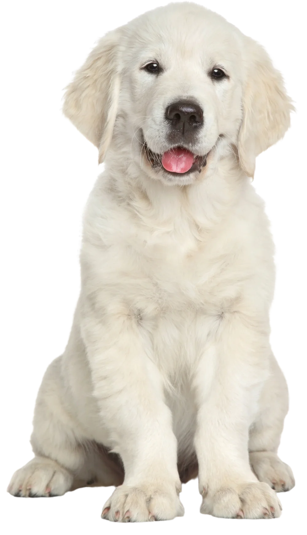 A fluffy white golden retriever puppy sitting and looking at the camera with its tongue slightly out.