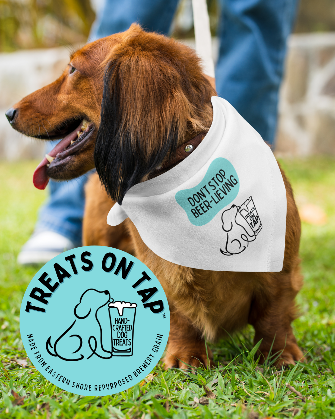 A dachshund wearing a white bandana with the text 'Don't stop beer-lieving' and a dog illustration holding a beer mug. The bandana is part of a circular sticker that says 'Treats on Tap, Hand-crafted dog treats, Made from Eastern Shore repurposed brewery grain' on a grassy outdoor area.