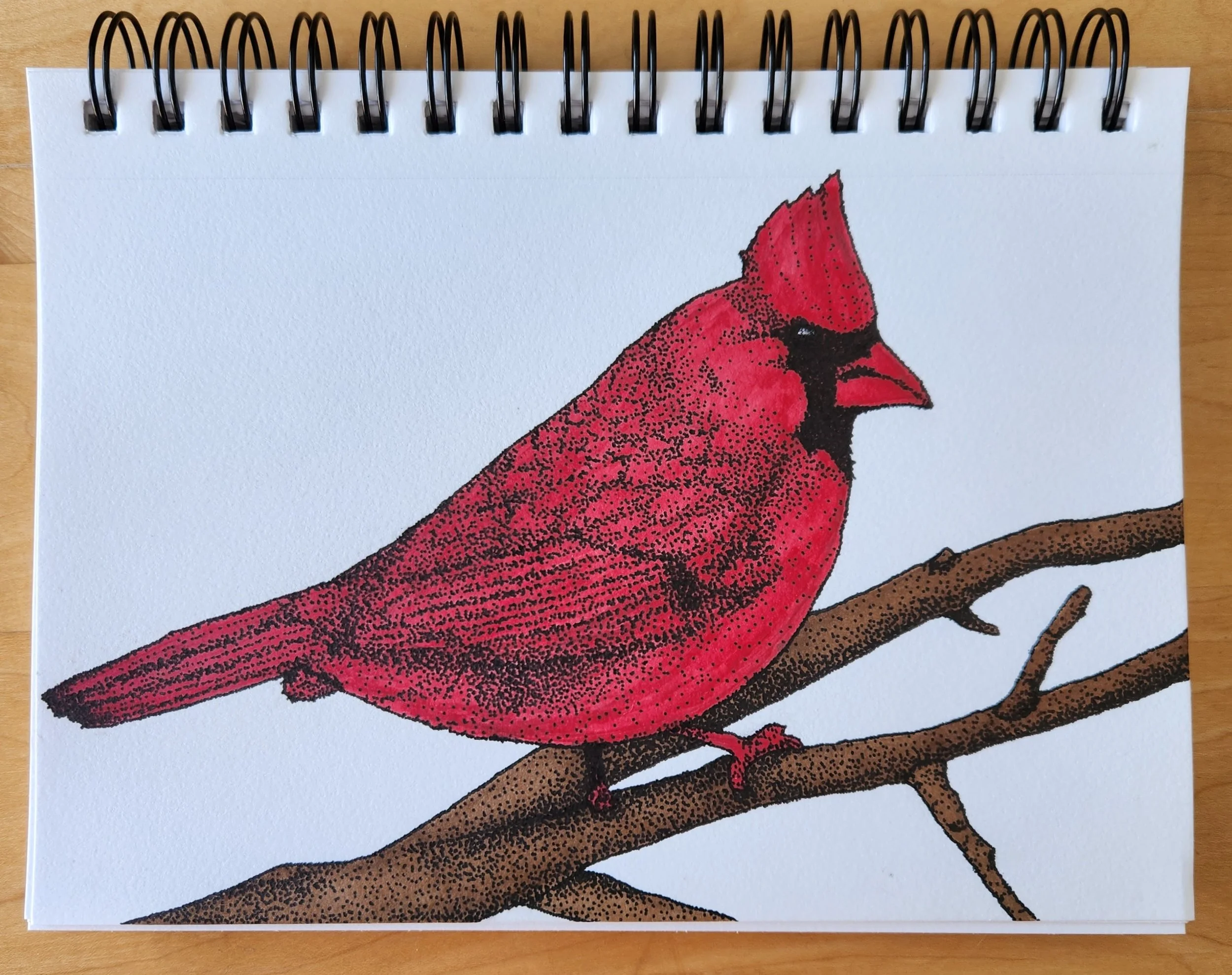 Cardinal bird, 2023